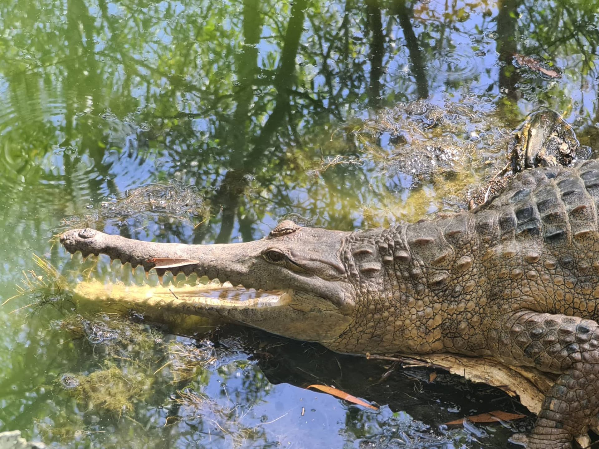 Hartley's Crocodile Adventures - image 3