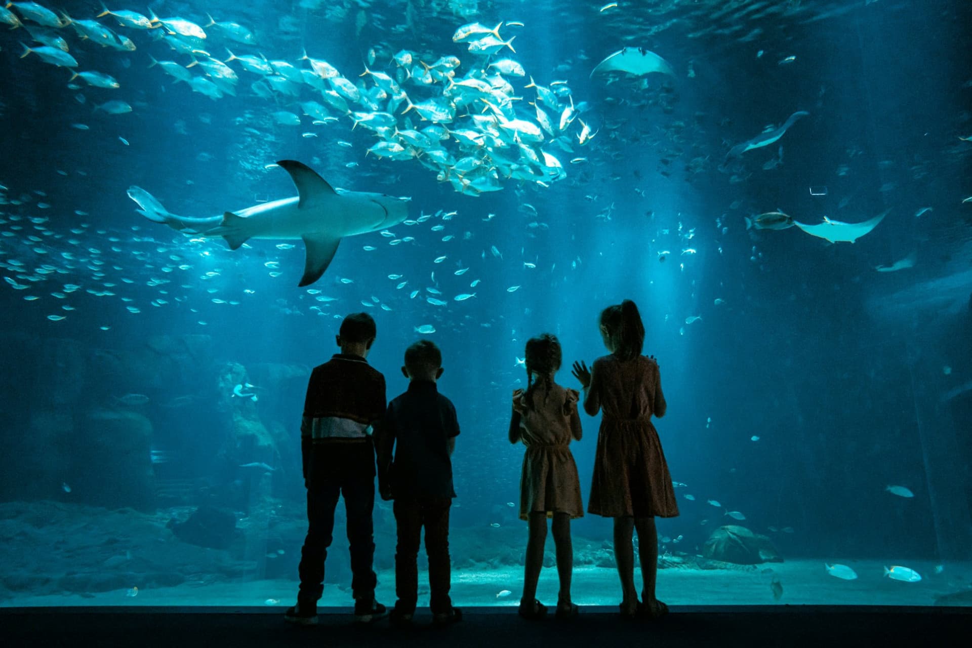 Nausicaa: Skip The Line Ticket - image 15