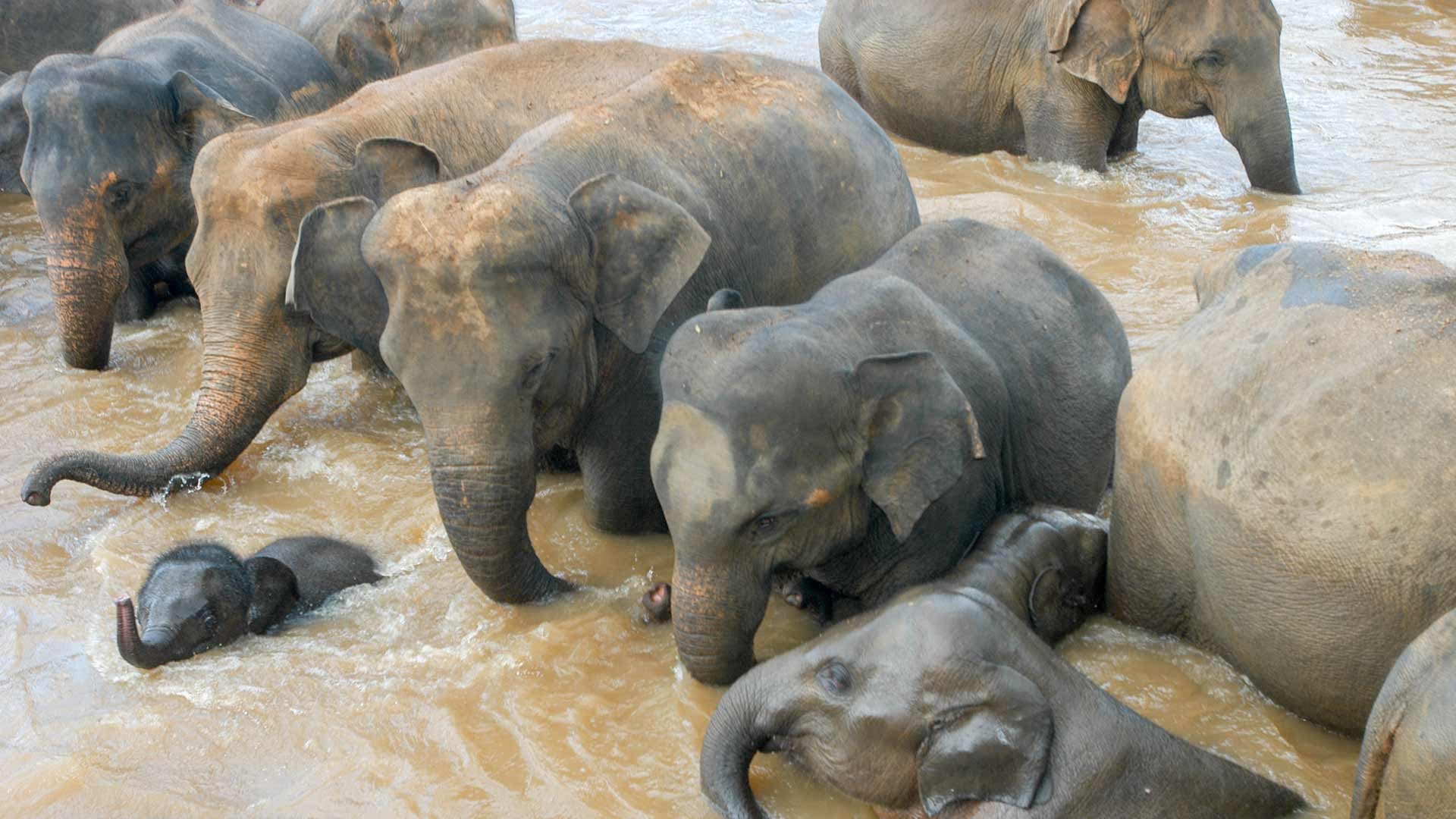 Elephant Jungle Sanctuary Chiang Mai - image 7