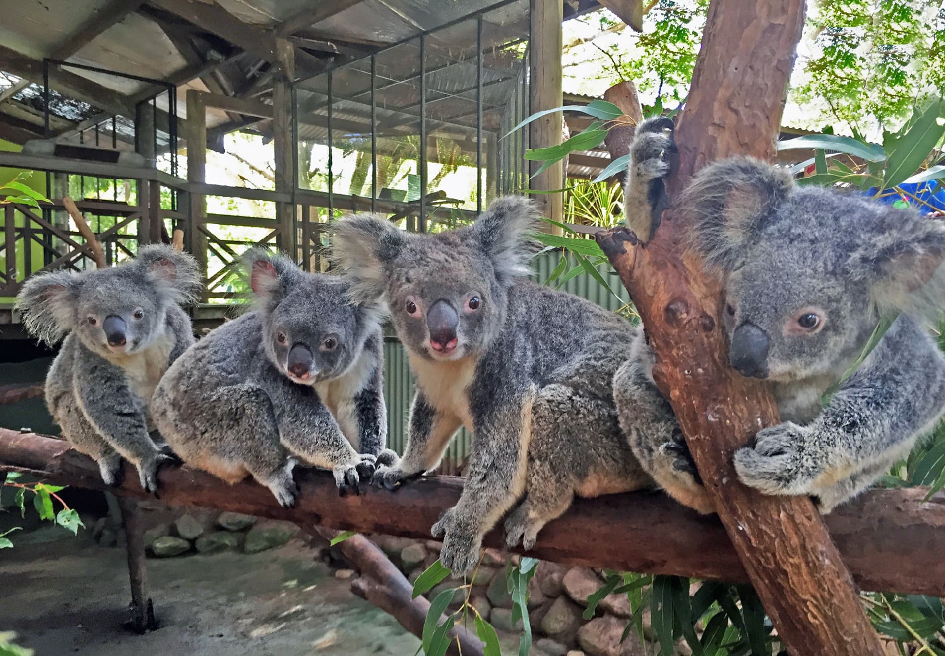 Kuranda Rainforestation Nature Park Full-Day Tour from Cairns - image 12