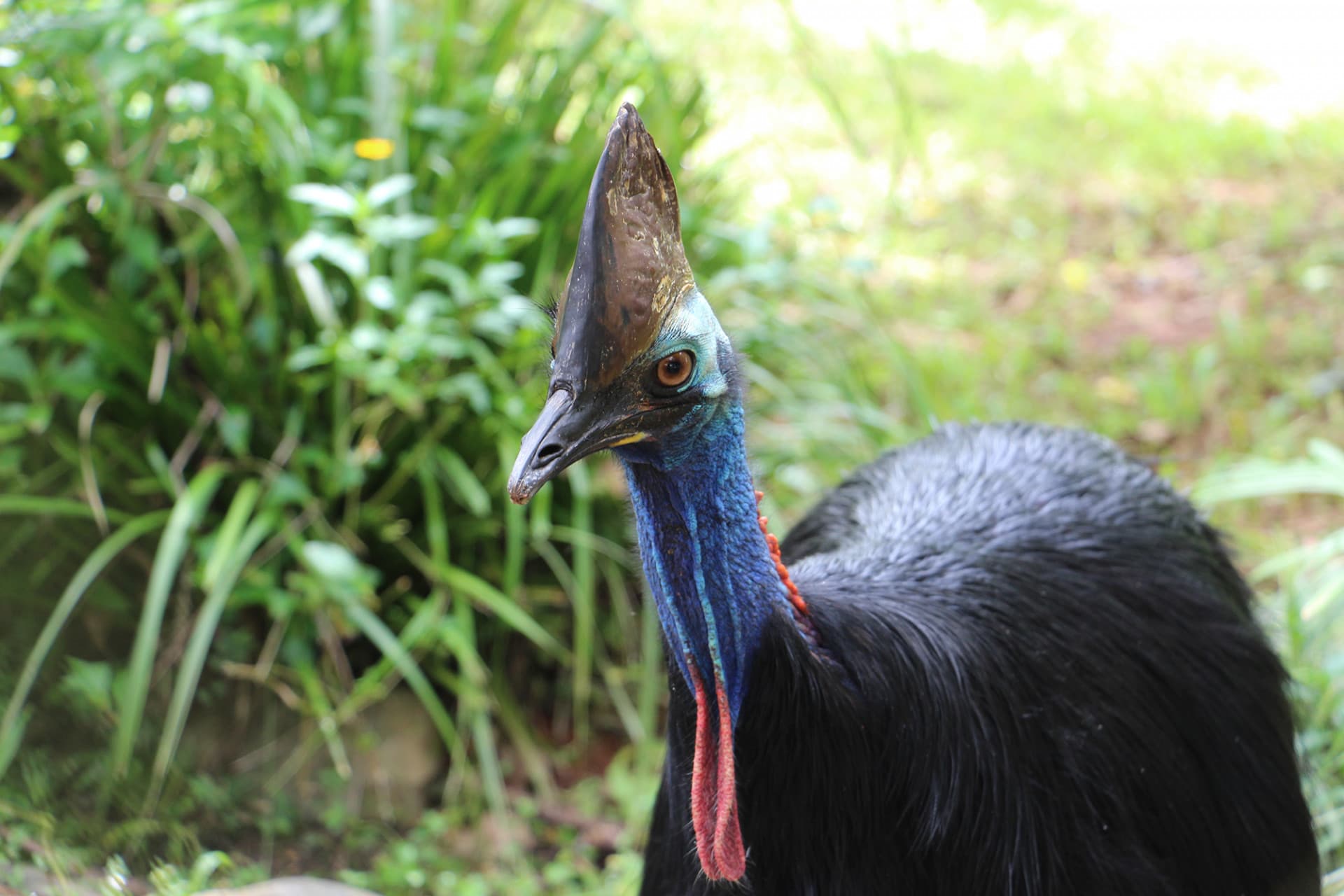 Kuranda Rainforestation Nature Park Full-Day Tour from Cairns - image 16
