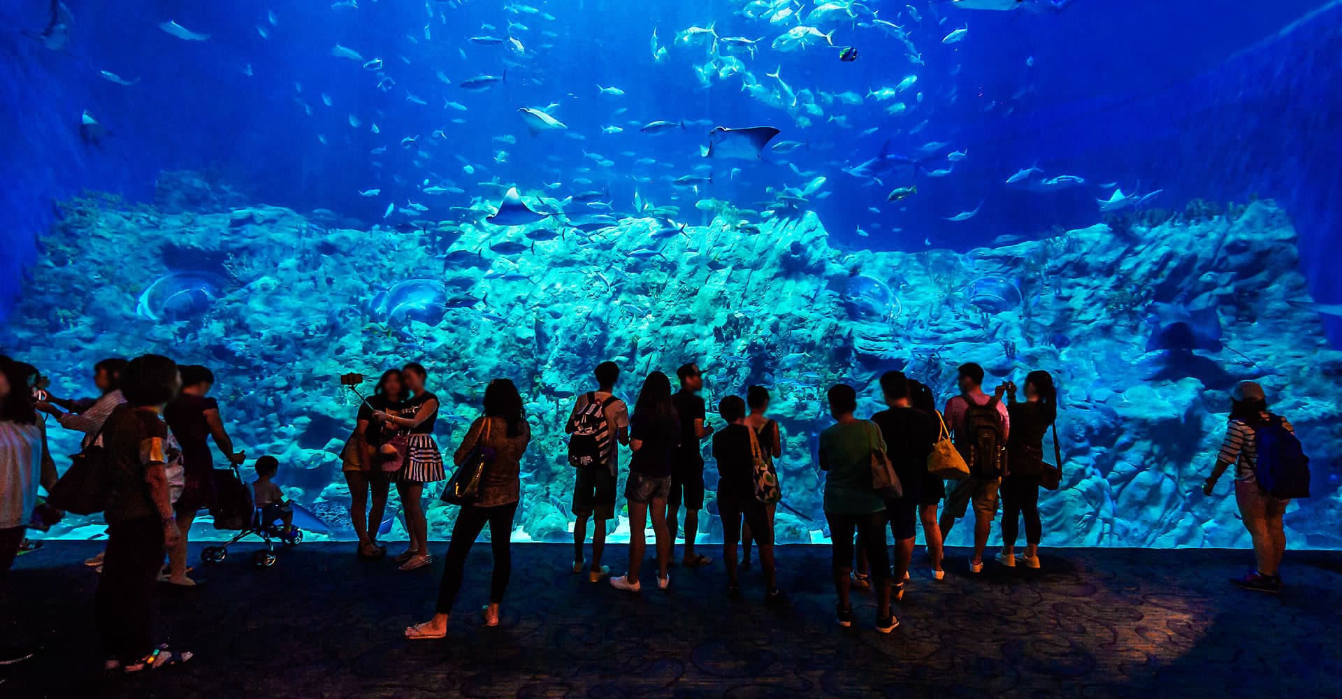 Entrada a Ocean Park Hong Kong - imagen 15