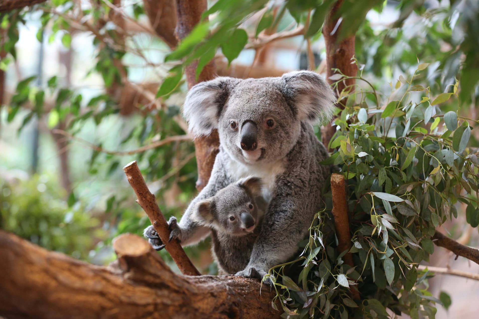 ZooParc de Beauval Ticket - 대표 이미지