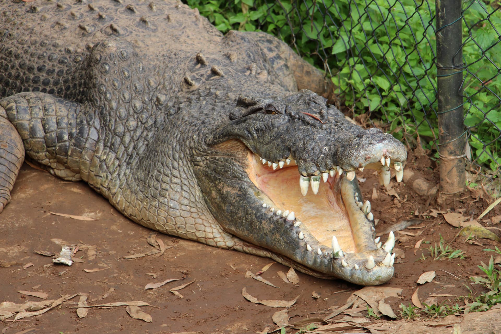 Kuranda Rainforestation Nature Park Full-Day Tour from Cairns - image 19