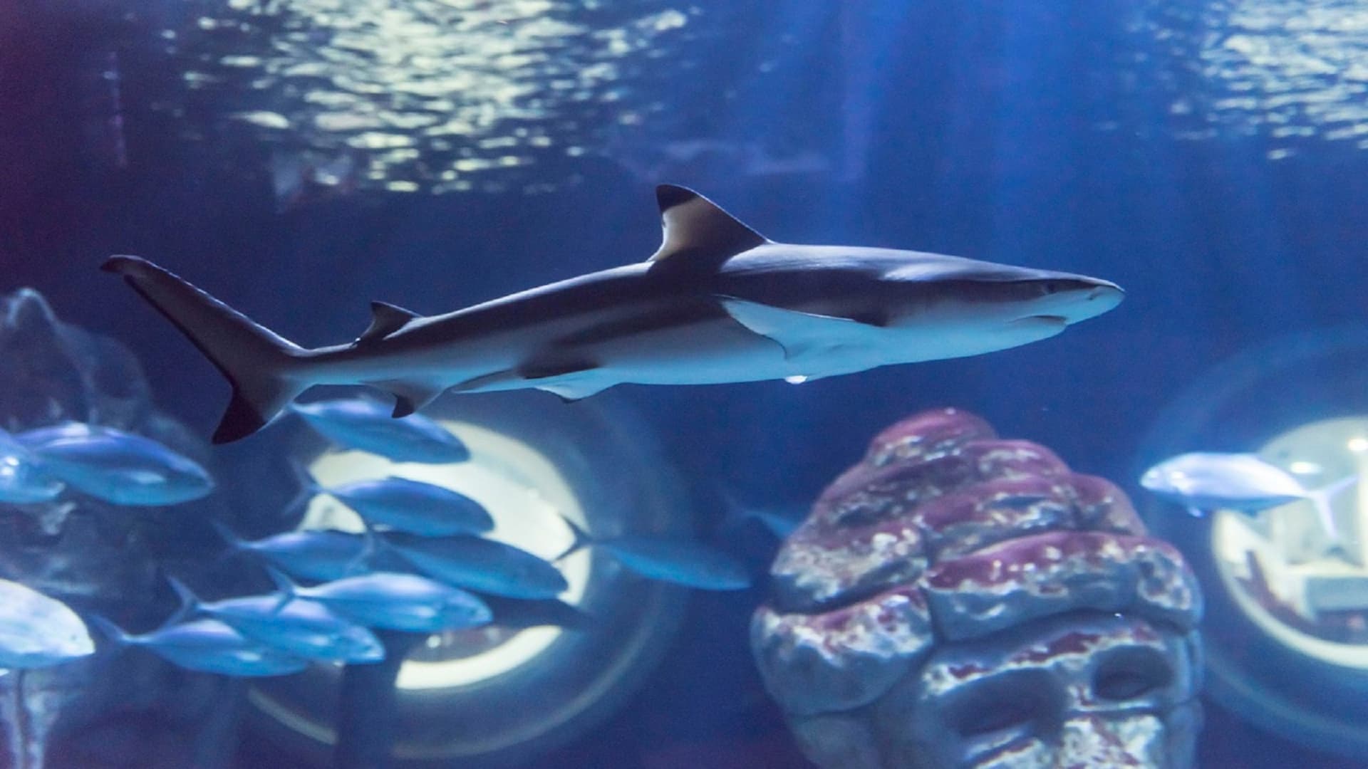 Seaquarium Le Grau-du-Roi Ticket - image 3