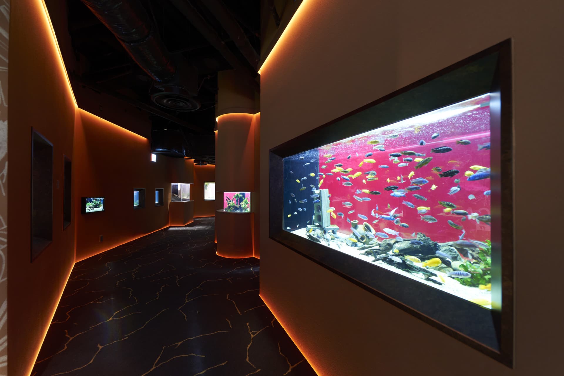 Entrada para el Acuario Kawasaki - imagen 3