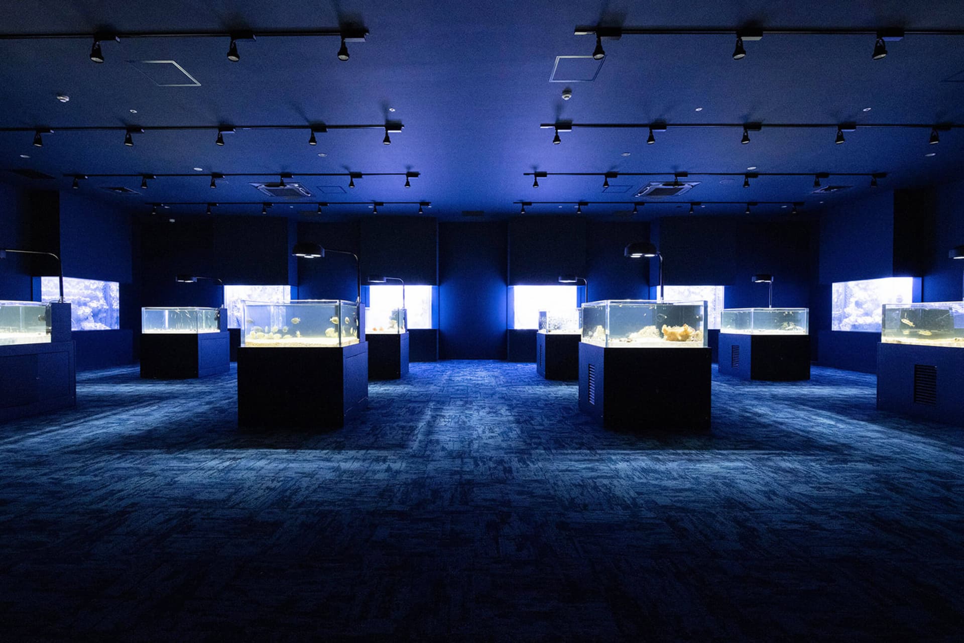 Okinawa DMM Kariyushi Aquarium - image 5