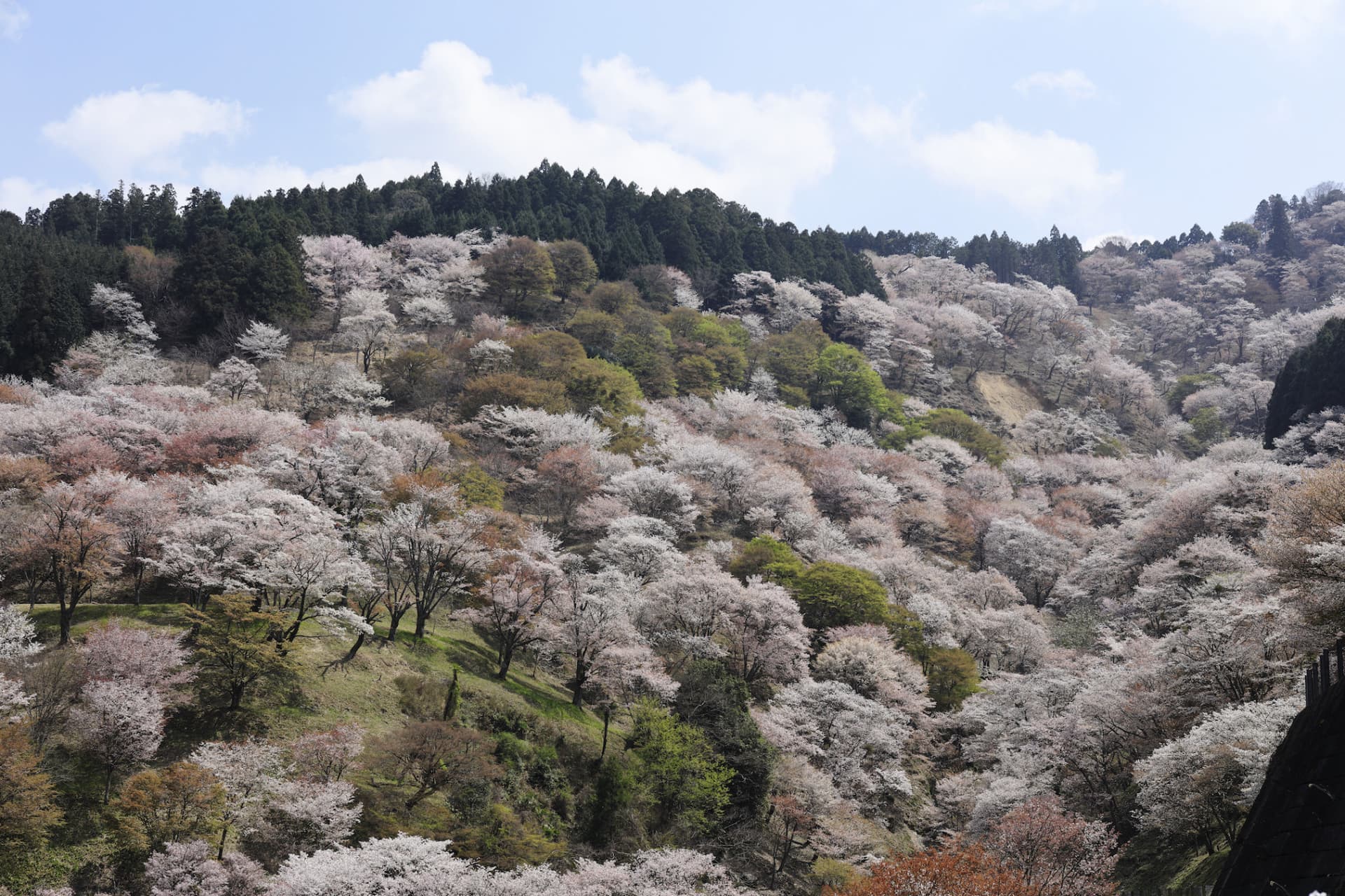 Kintetsu Rail Pass - imagen 8