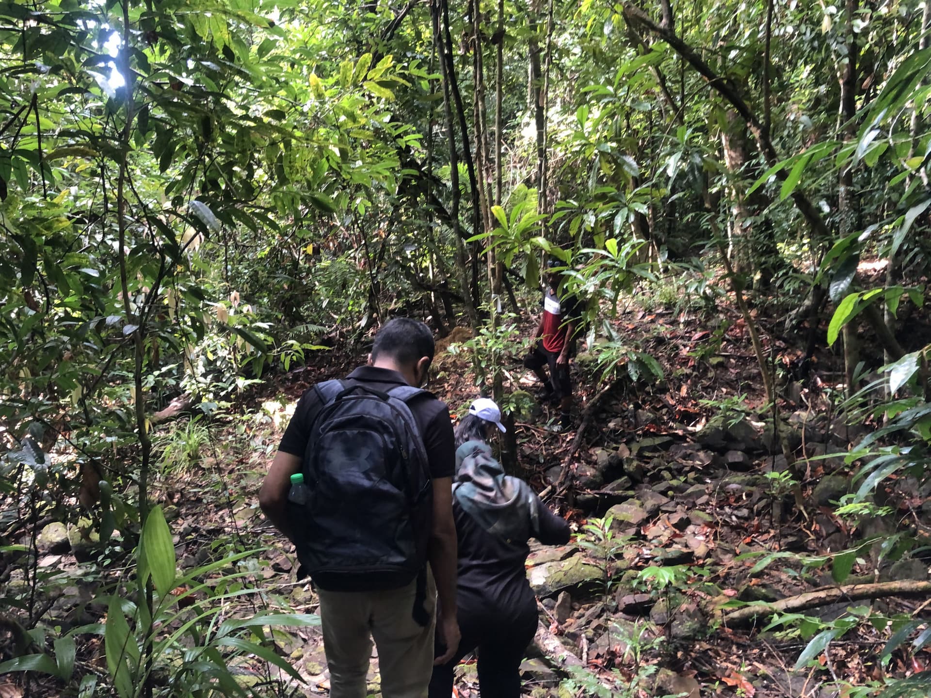 Tour a pie matutino por la selva tropical de Langkawi - imagen 4
