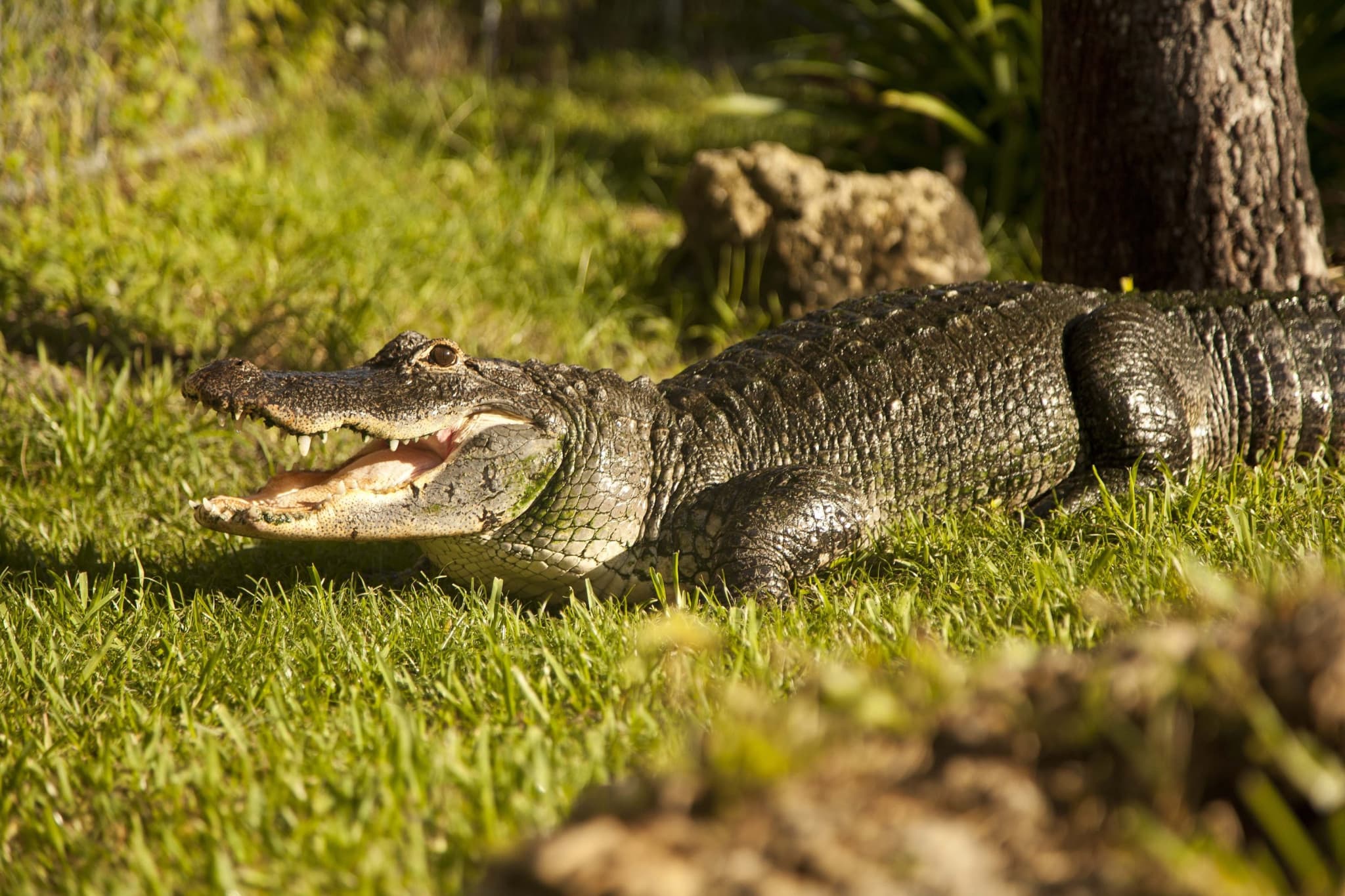 Miami Full-Day Combo: 75 min cruise + Everglades Airboat Tour + Double Decker Bus - image 6