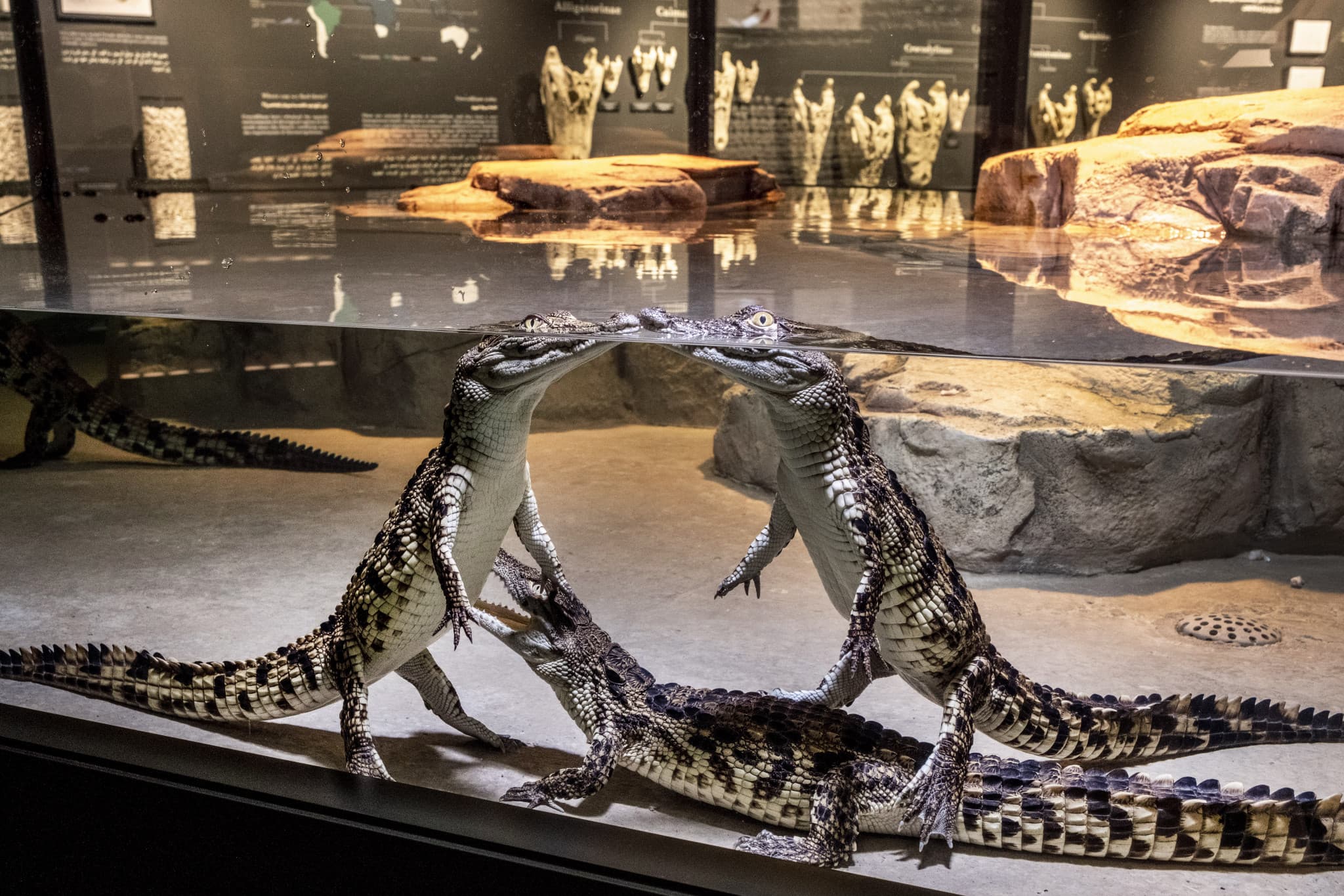 Dubai Crocodile Park - image 4