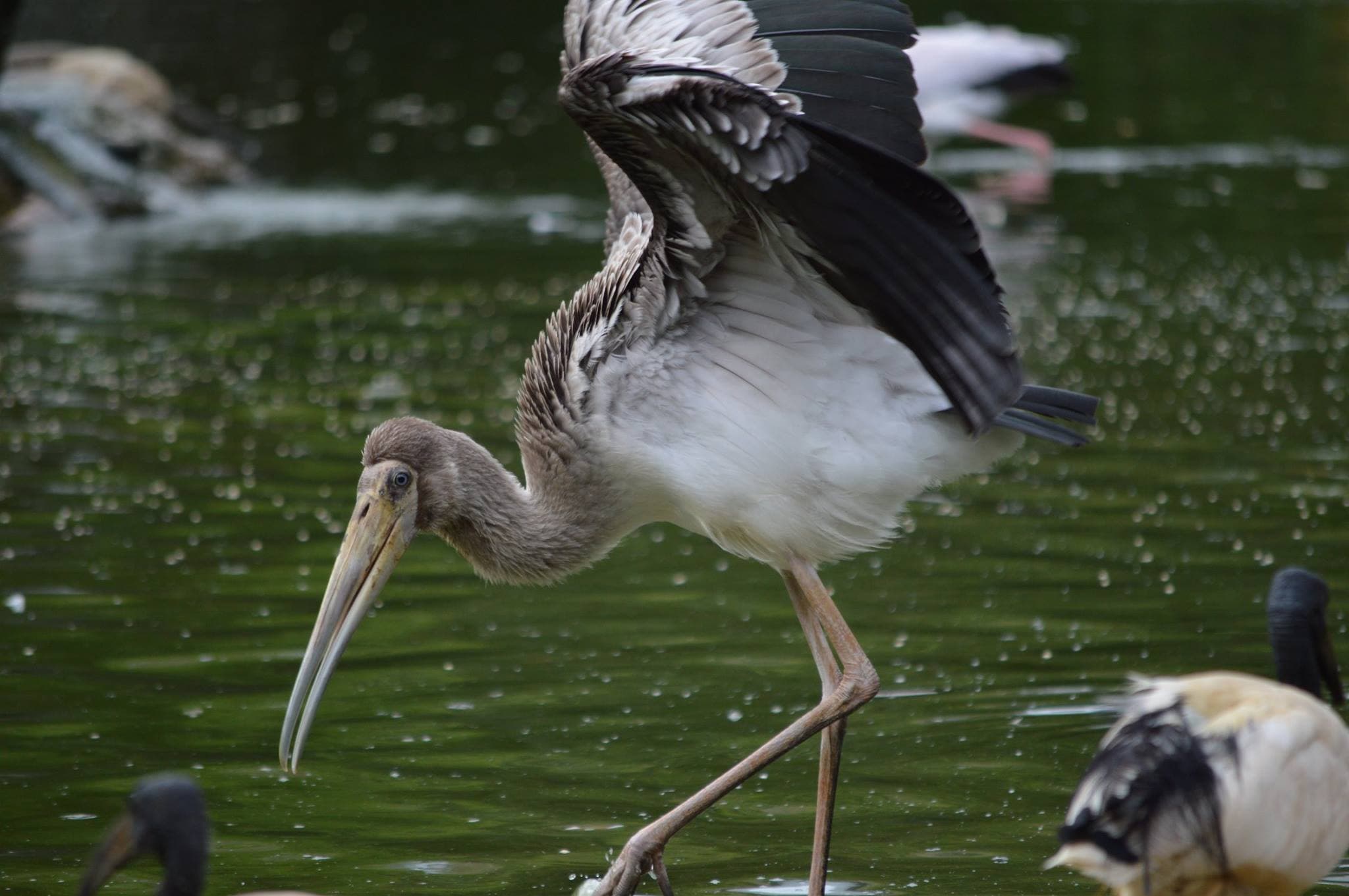 Neo Park Okinawa - image 11