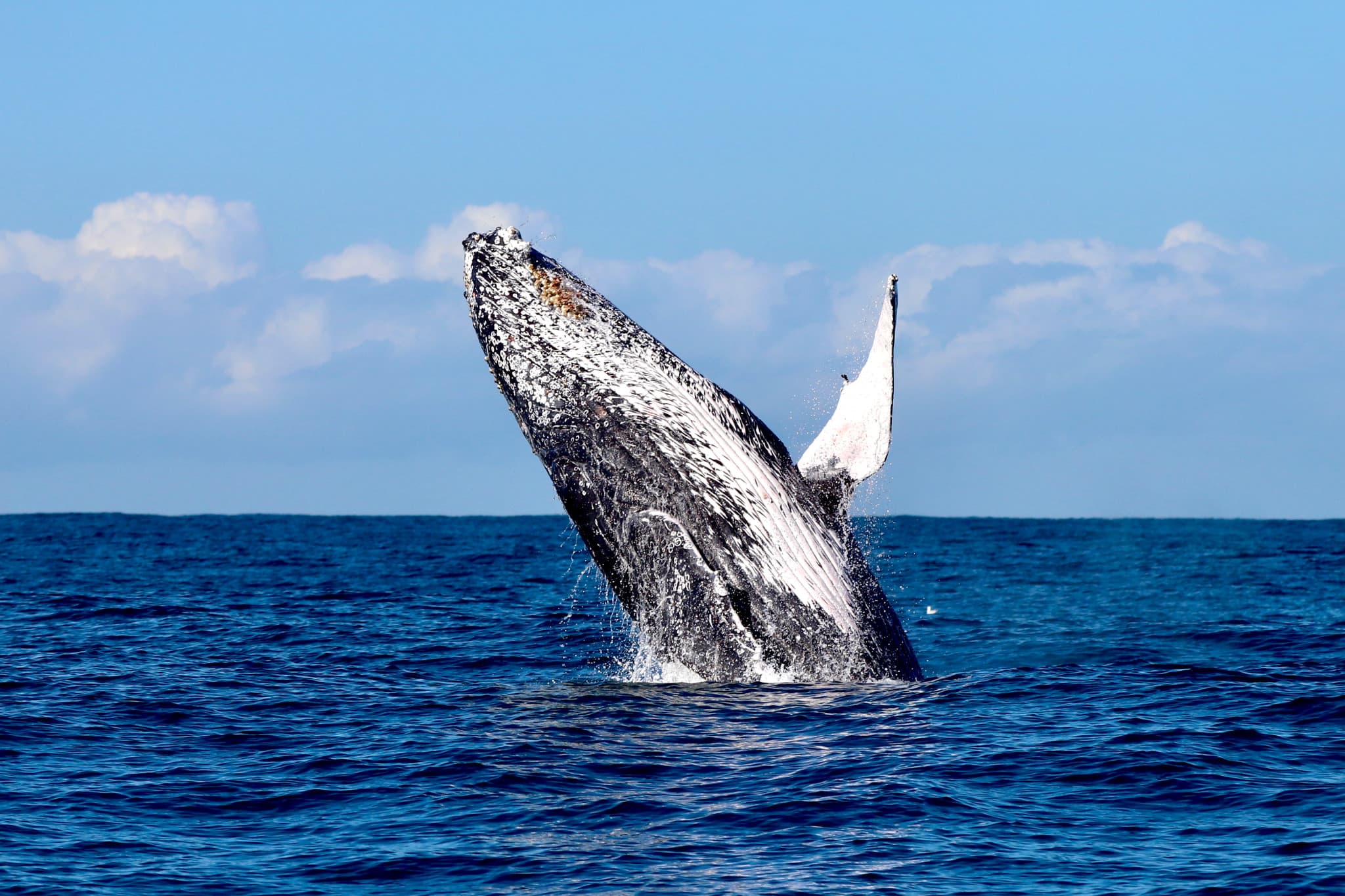 Newcastle Whale Watching Cruise aboard CoastXP - main image