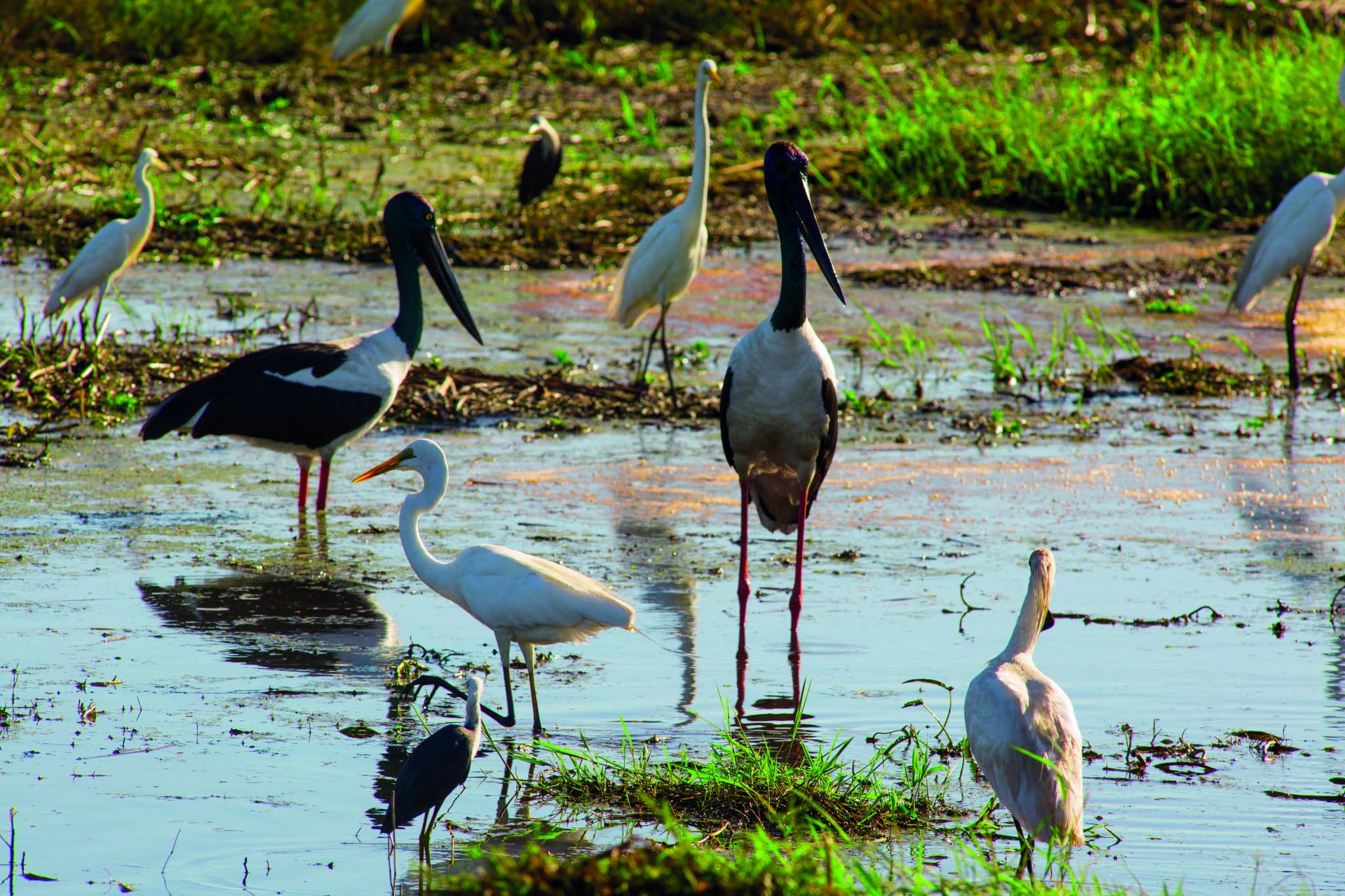 Litchfield National Park and Waterfalls Tour from Darwin - image 4