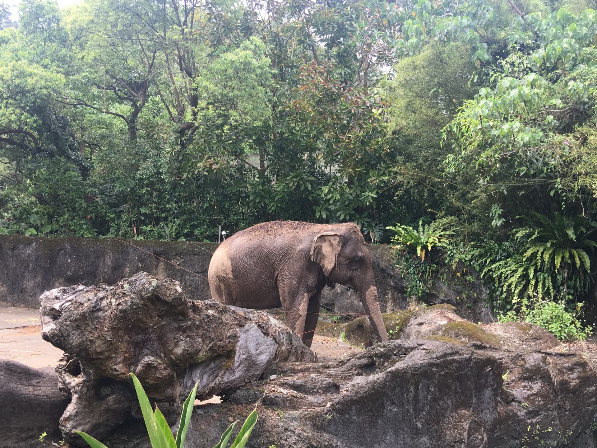 COMBO: Taipei Zoo + Maokong Gondola - image 3