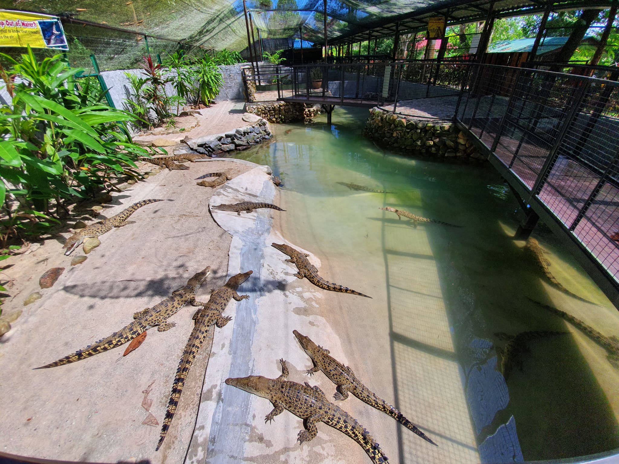 Crocodile Adventureland Langkawi - image 9