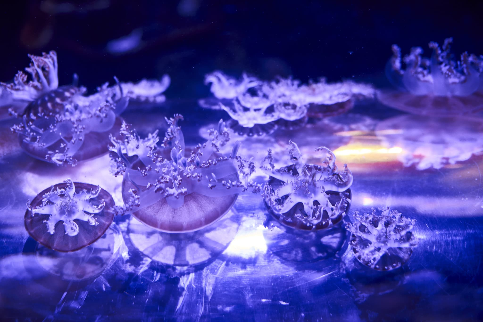 SEA LIFE Melbourne Aquarium Direct Entry Ticket - image 14