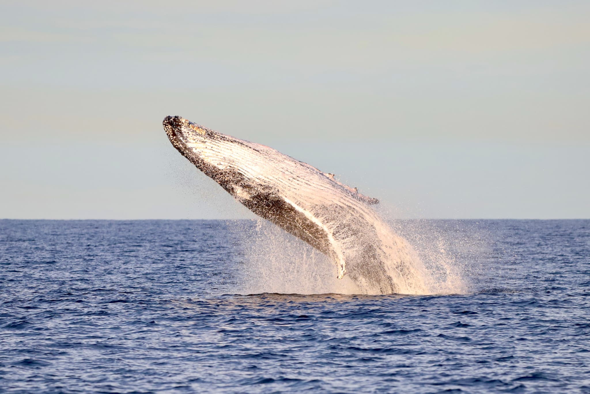 Newcastle Whale Watching Cruise aboard CoastXP - image 7
