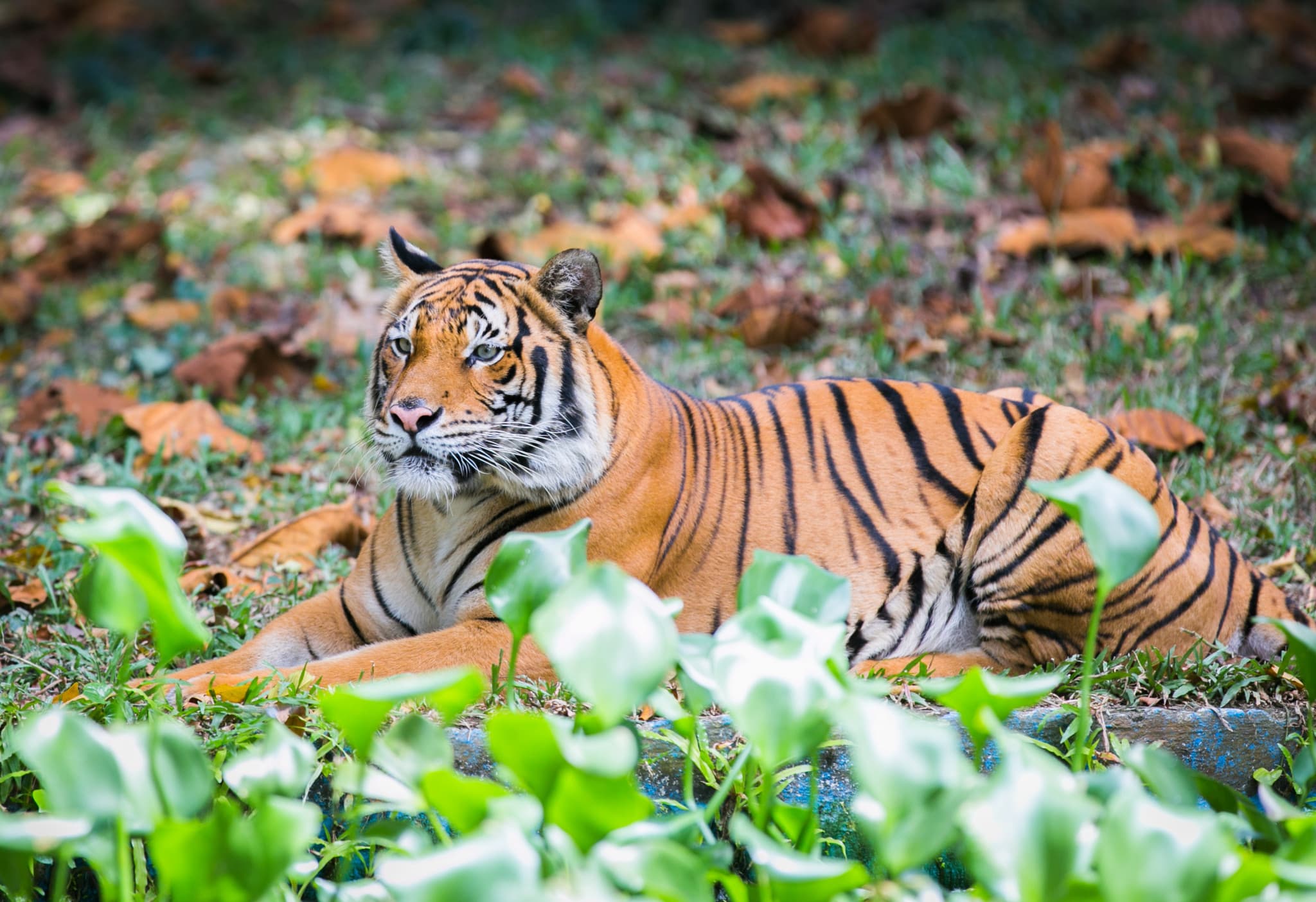 Zoo Negara Malaysia & Panda Conservation Centre Ticket - image 5
