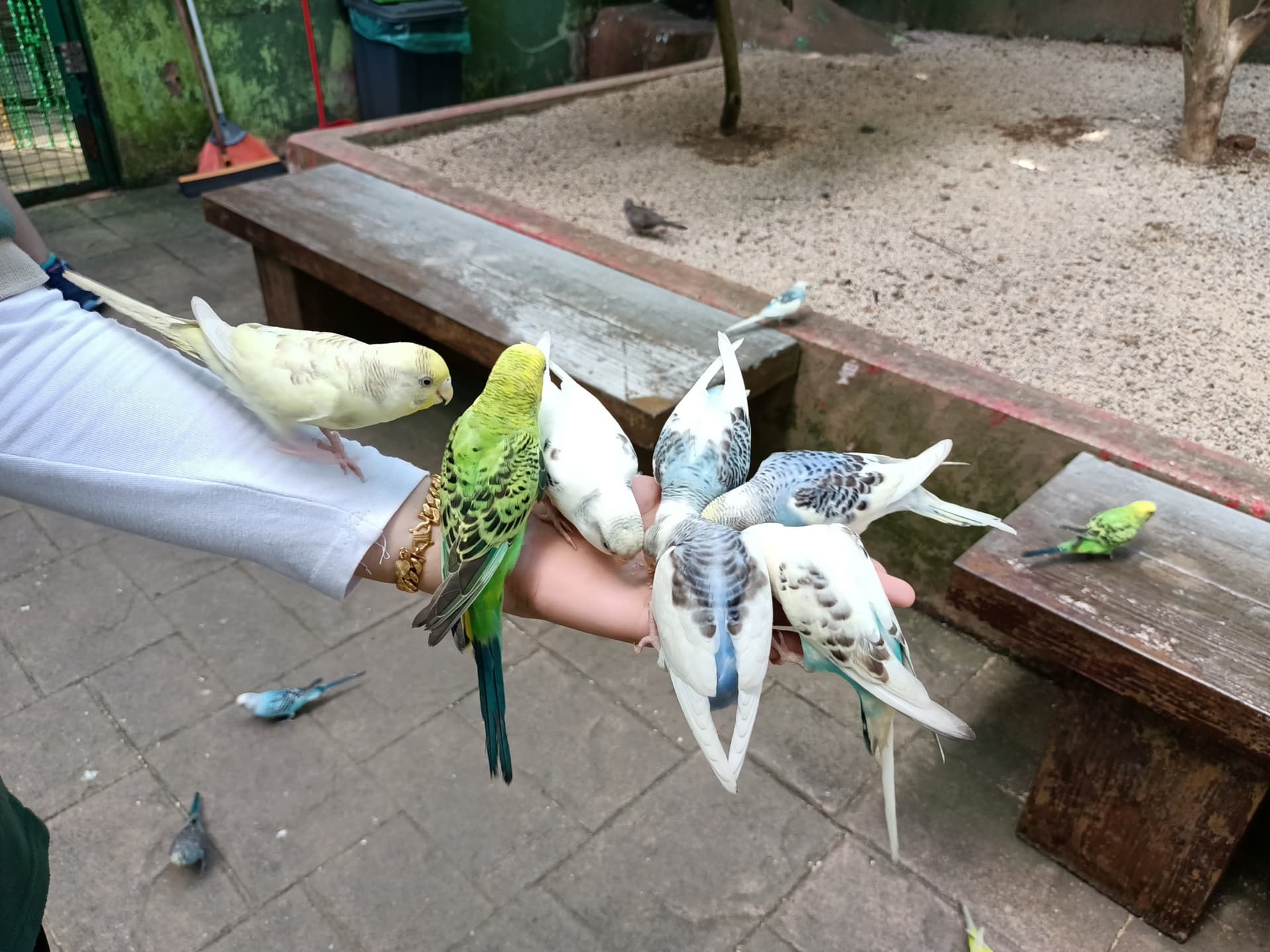 Langkawi Wildlife Park - image 18