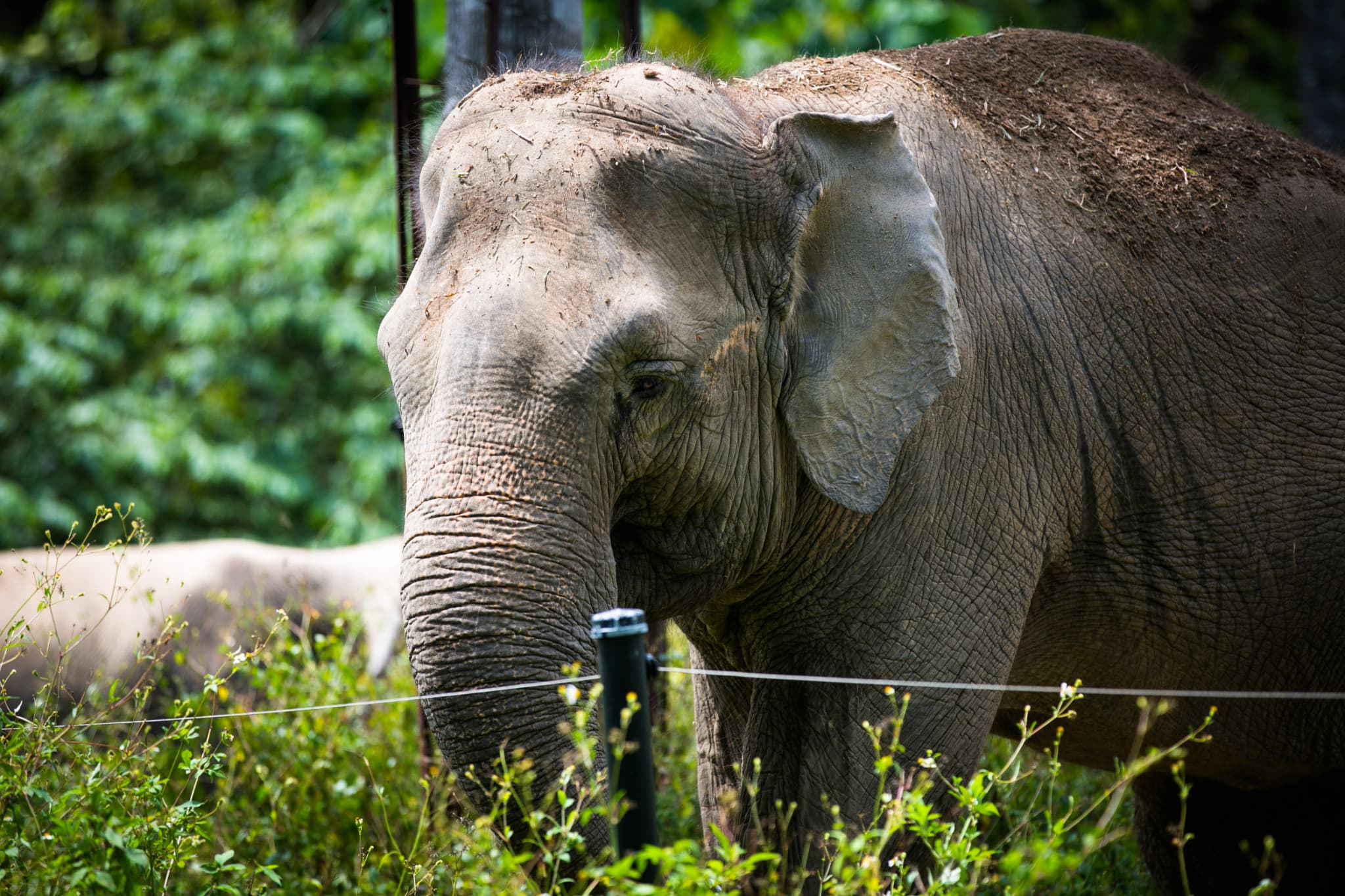 Zoo Negara Malaysia & Panda Conservation Centre Ticket - image 7