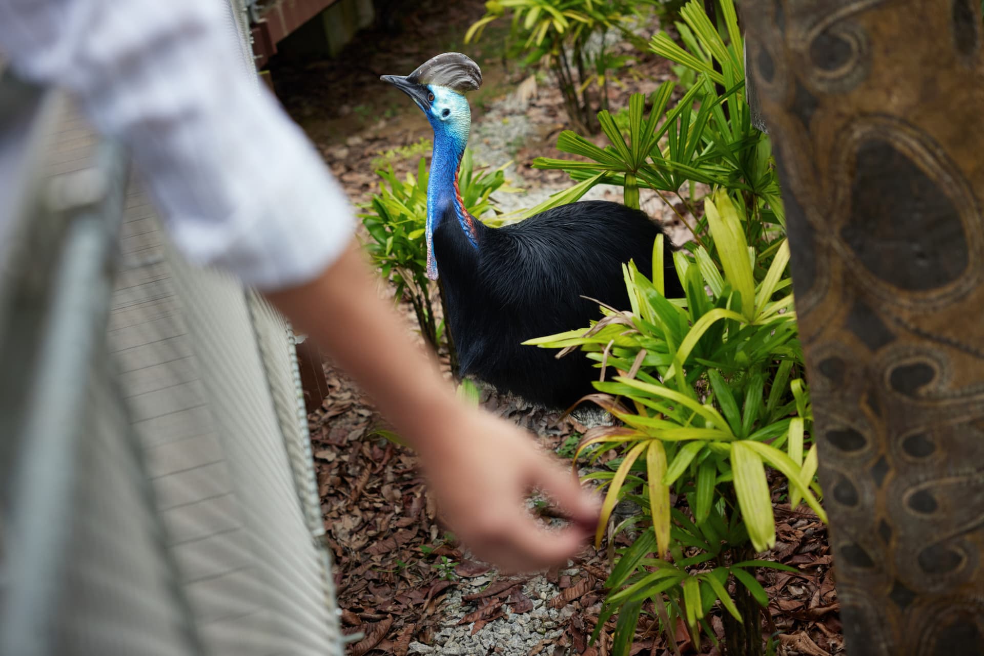 Entrada a Bird Paradise Singapur - imagen 10