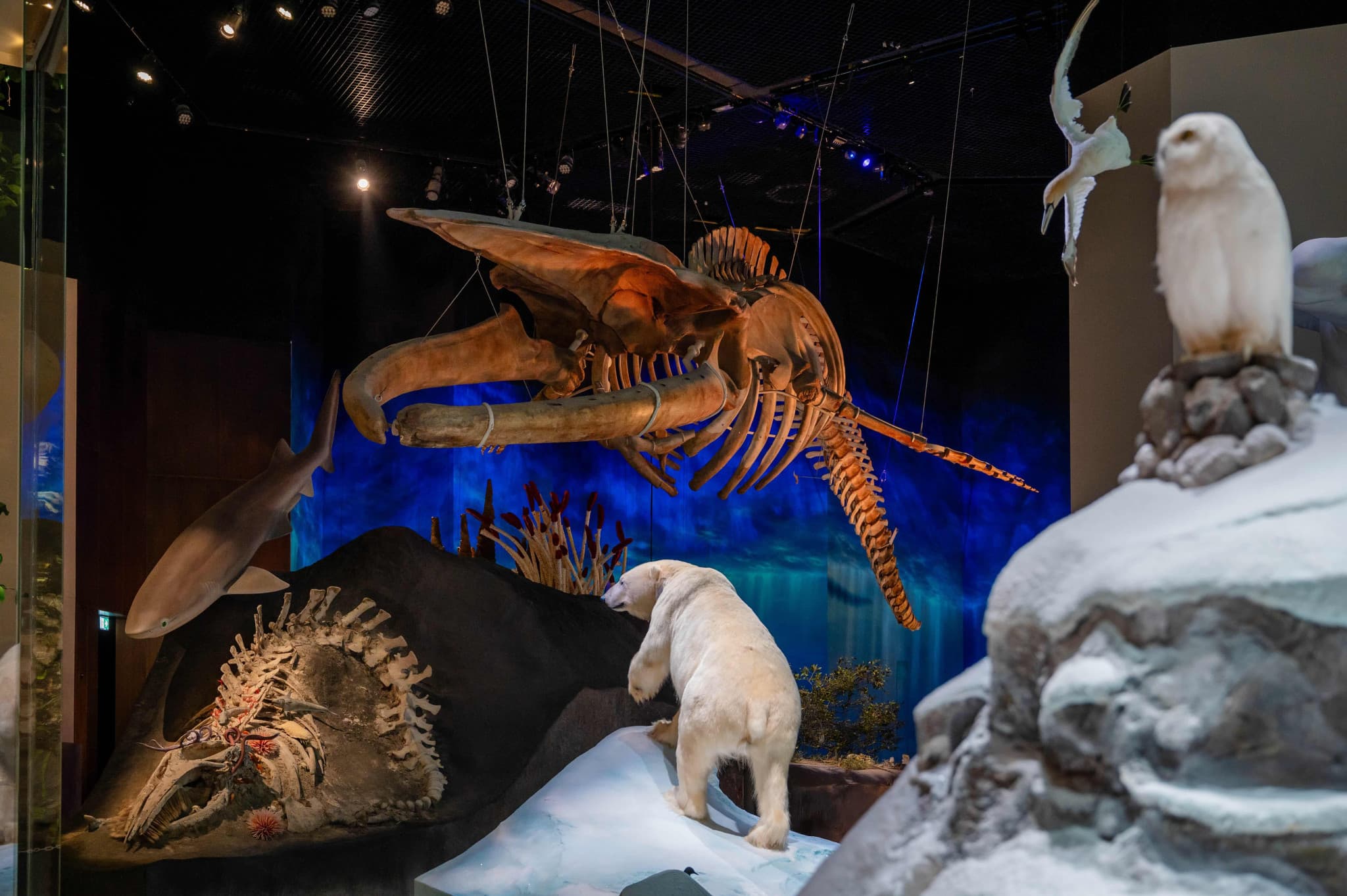 Museum Pass: Zayed National Museum + Natural History Museum + Louvre Abu Dhabi Tickets - image 8