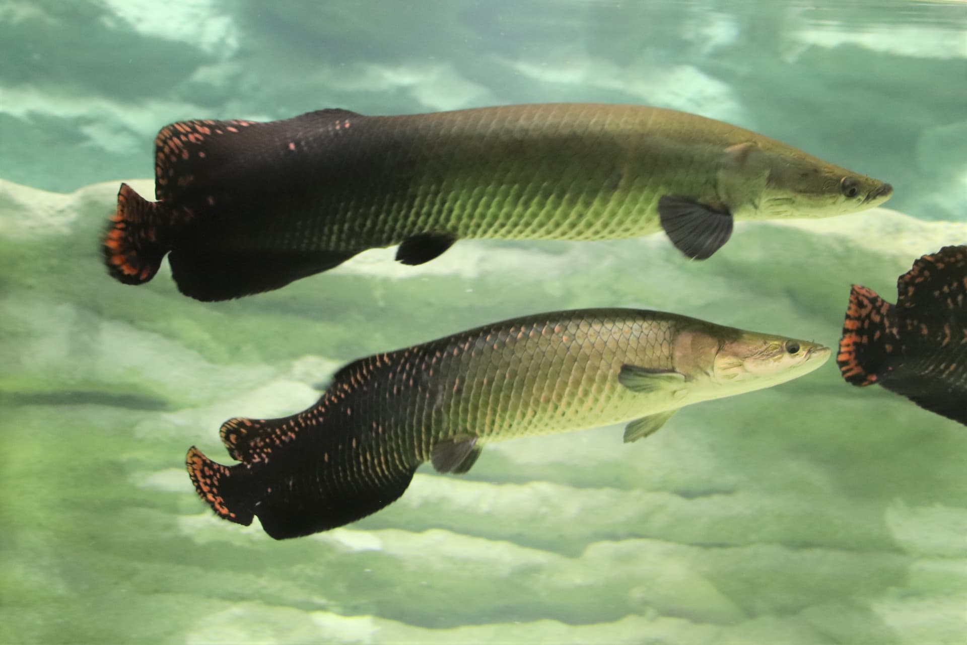 Entrada para el Acuario Kawasaki - imagen 4