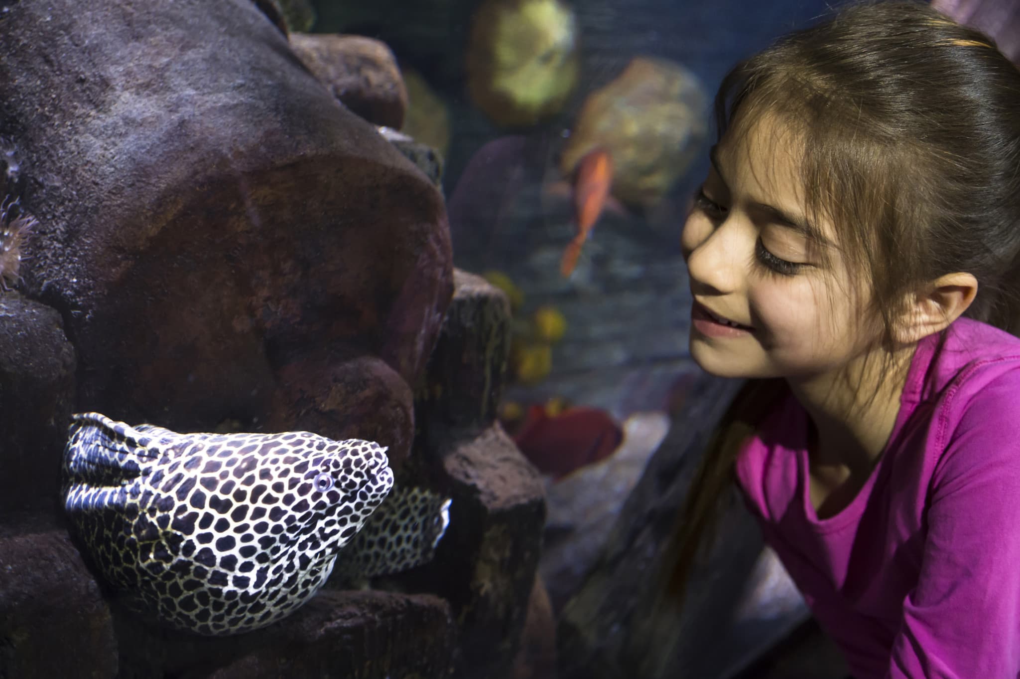 SEA LIFE Hannover Aquarium Ticket - image 3