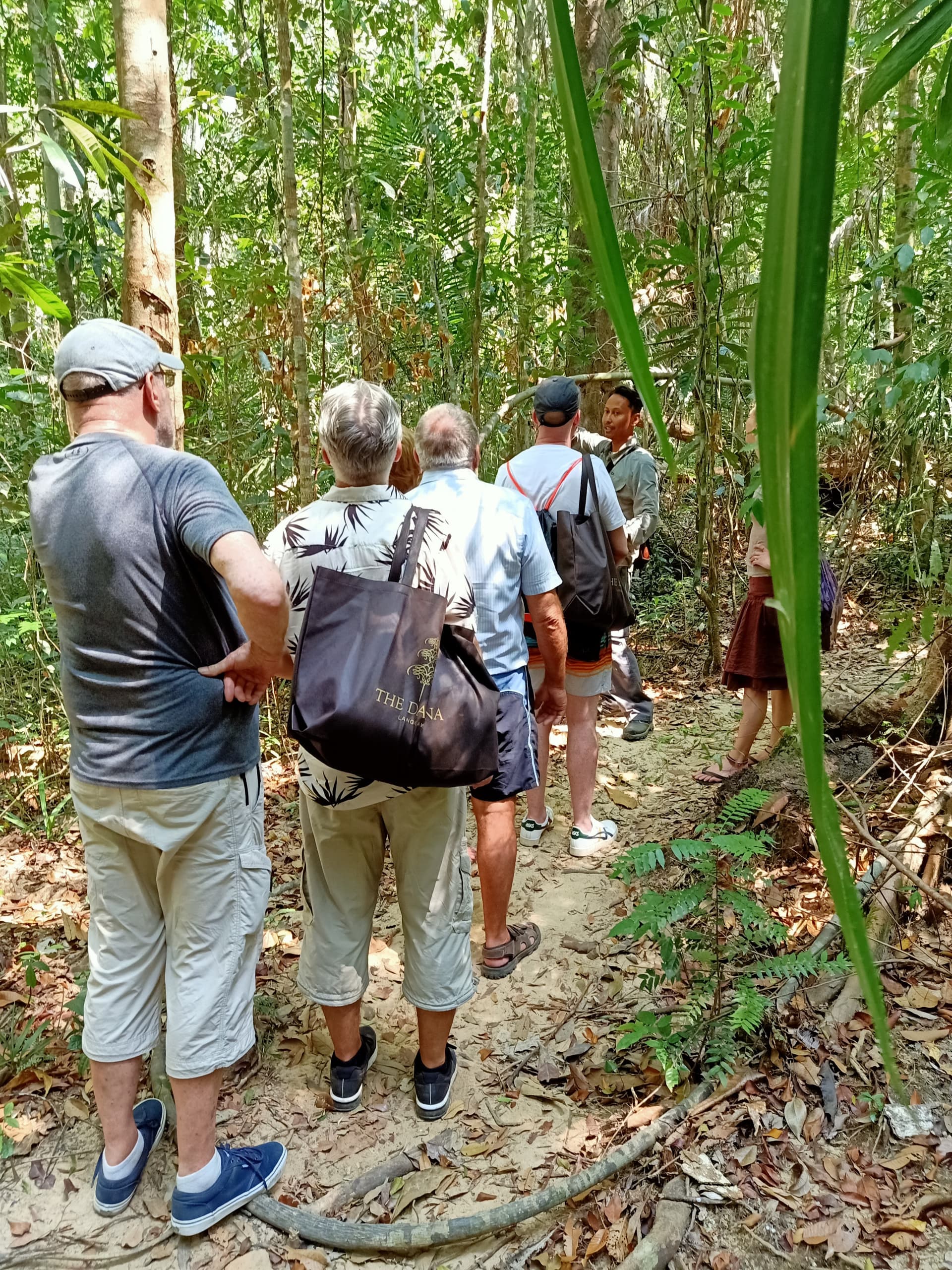 Tour a pie matutino por la selva tropical de Langkawi - imagen 8