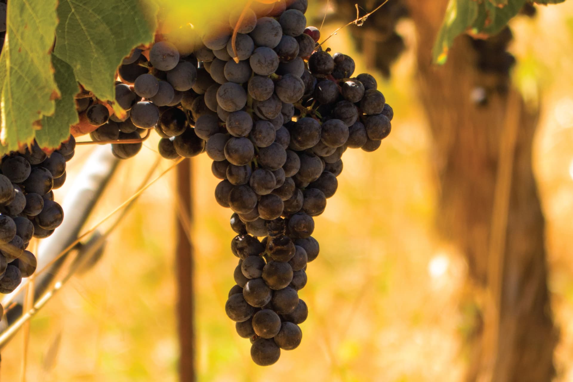 San Francisco Half-Day Wine Country Tour - image 5