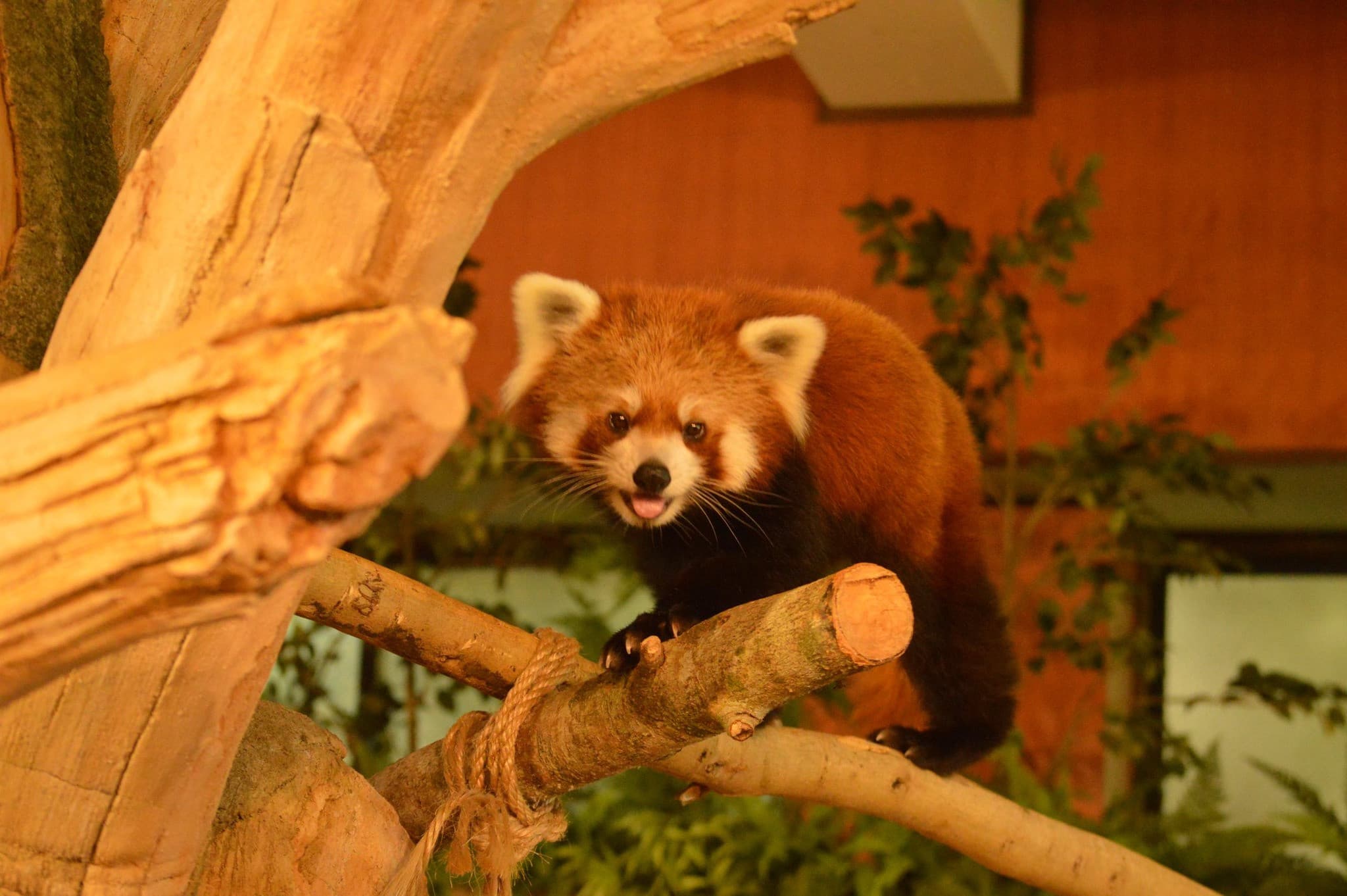 Neo Park Okinawa - image 3