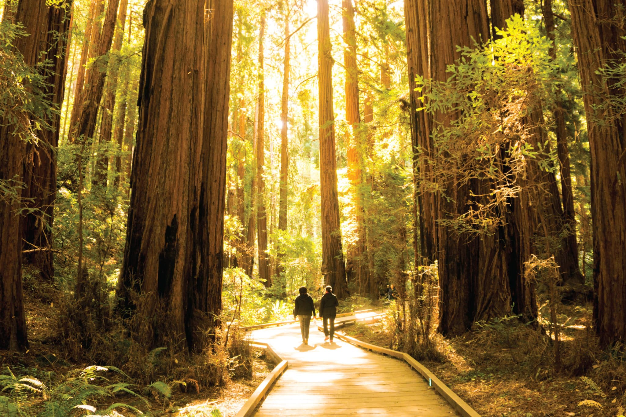 Muir Woods & Sausalito Half-Day Tour - image 2