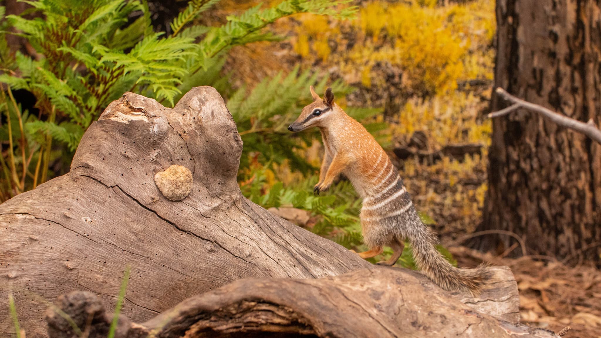 Sydney Multi-Attraction Pass - image 18