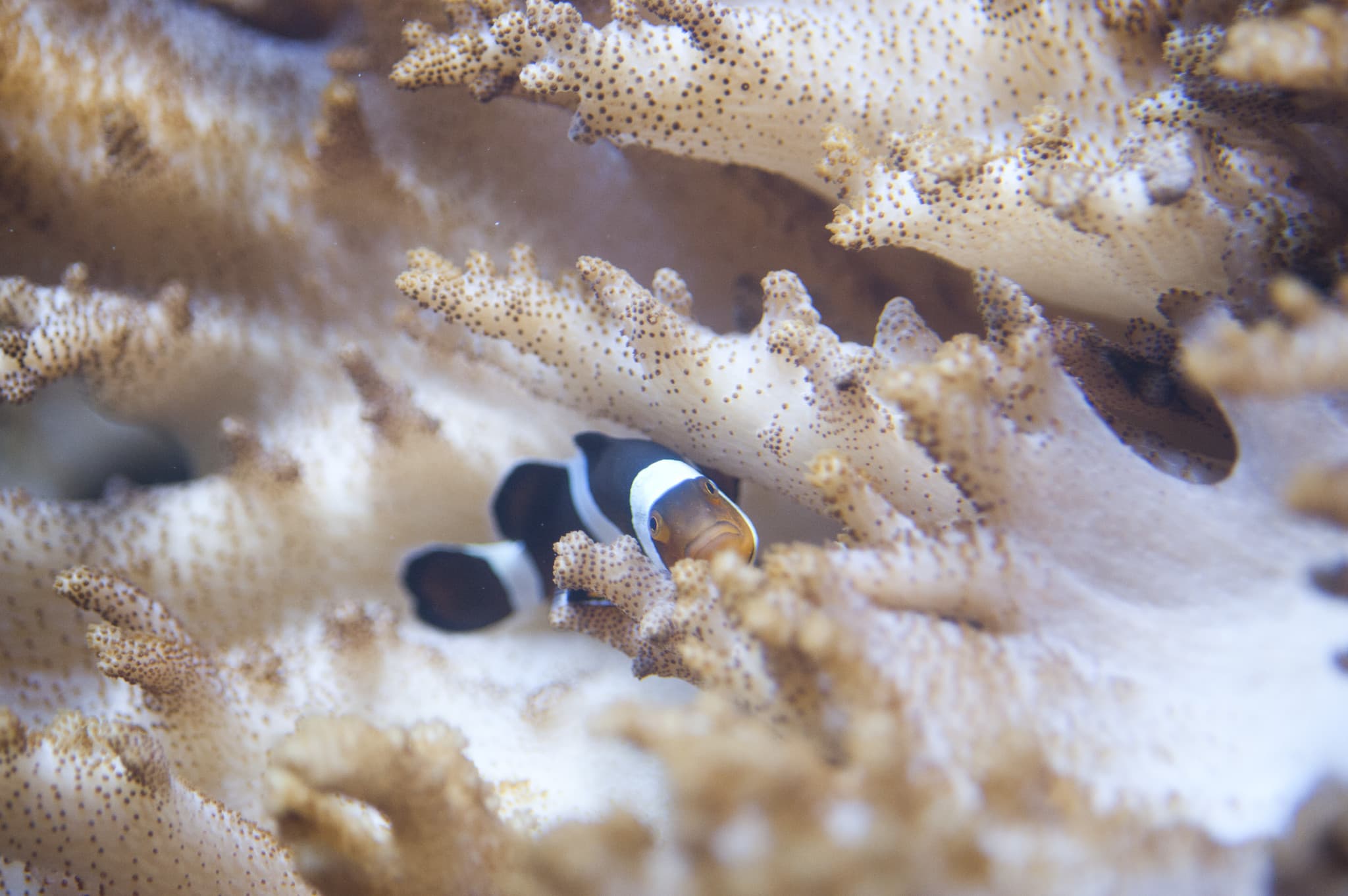 SEA LIFE Melbourne Aquarium Direct Entry Ticket - image 7