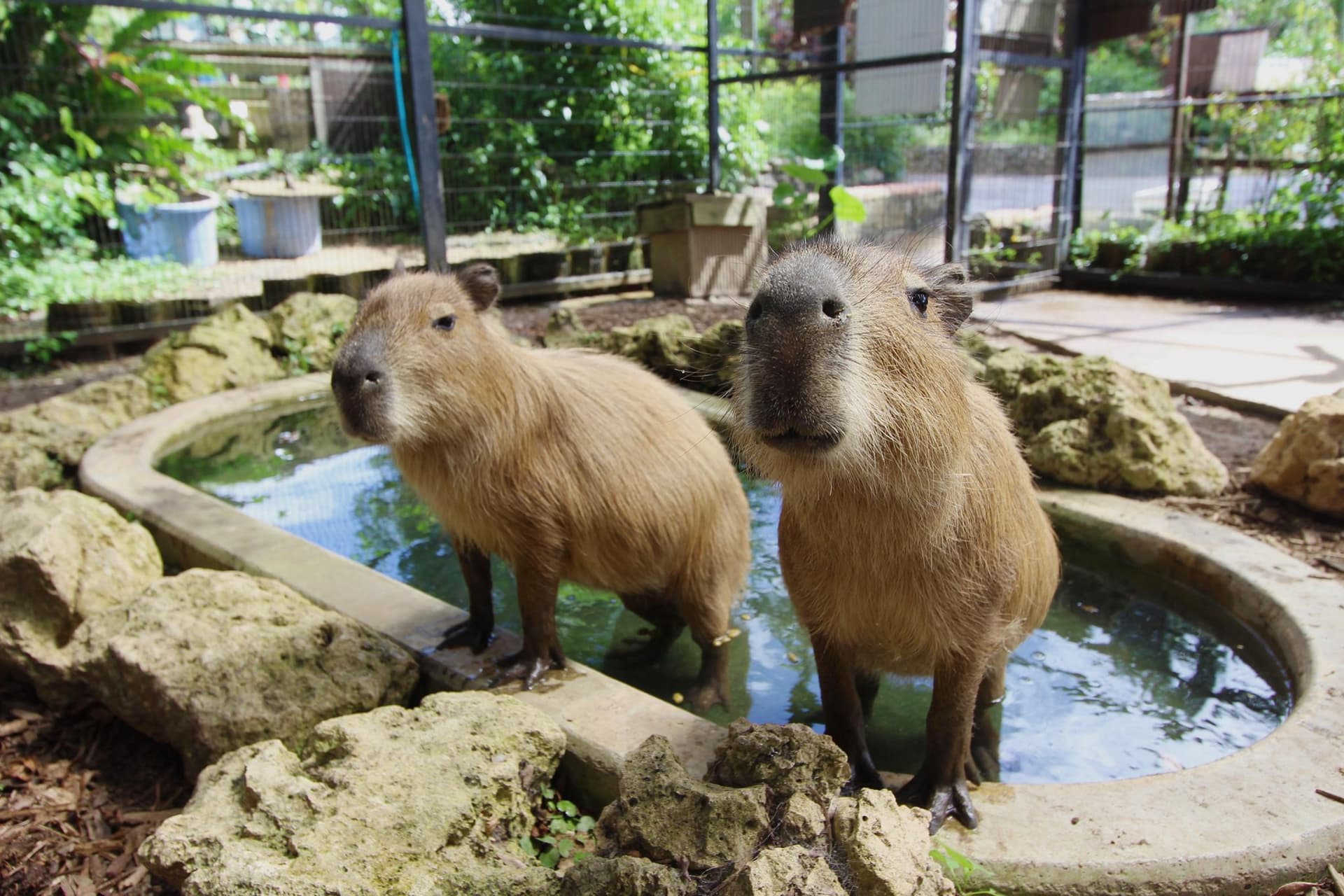 Okinawa Southeast Botanical Gardens - image 24