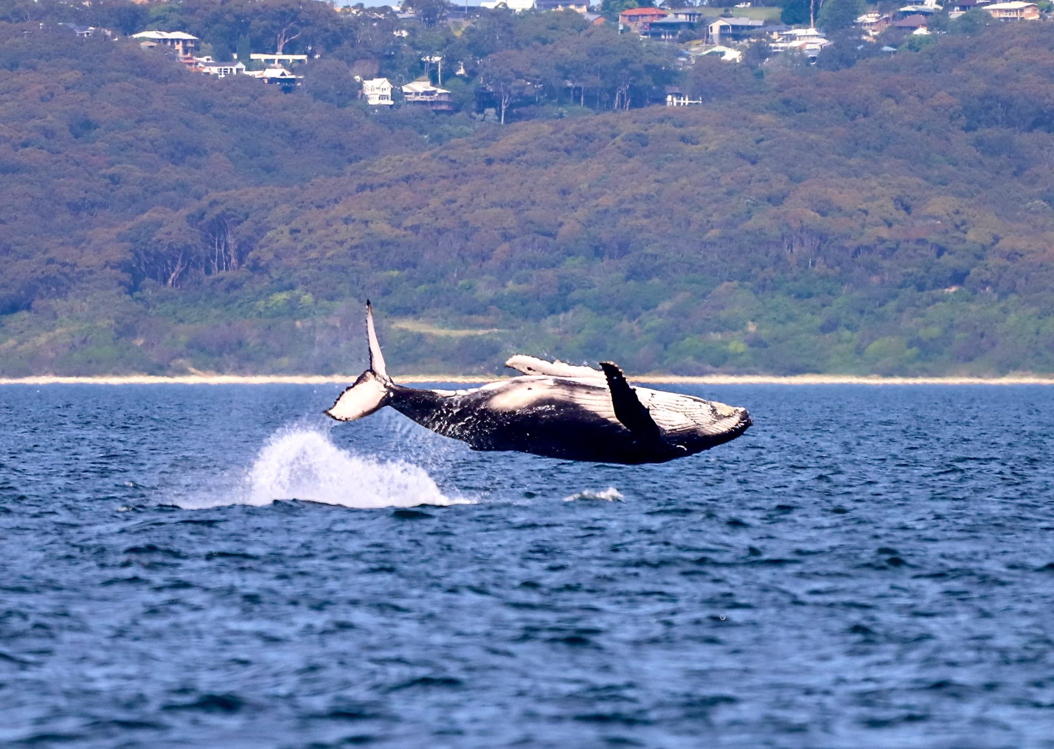 Newcastle Whale Watching Cruise aboard CoastXP - image 3