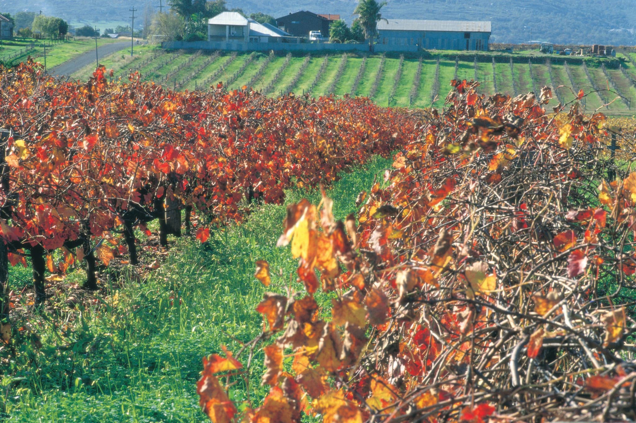 Swan Valley Half-Day Coach Tour with Wine and Chocolate Tasting - image 3