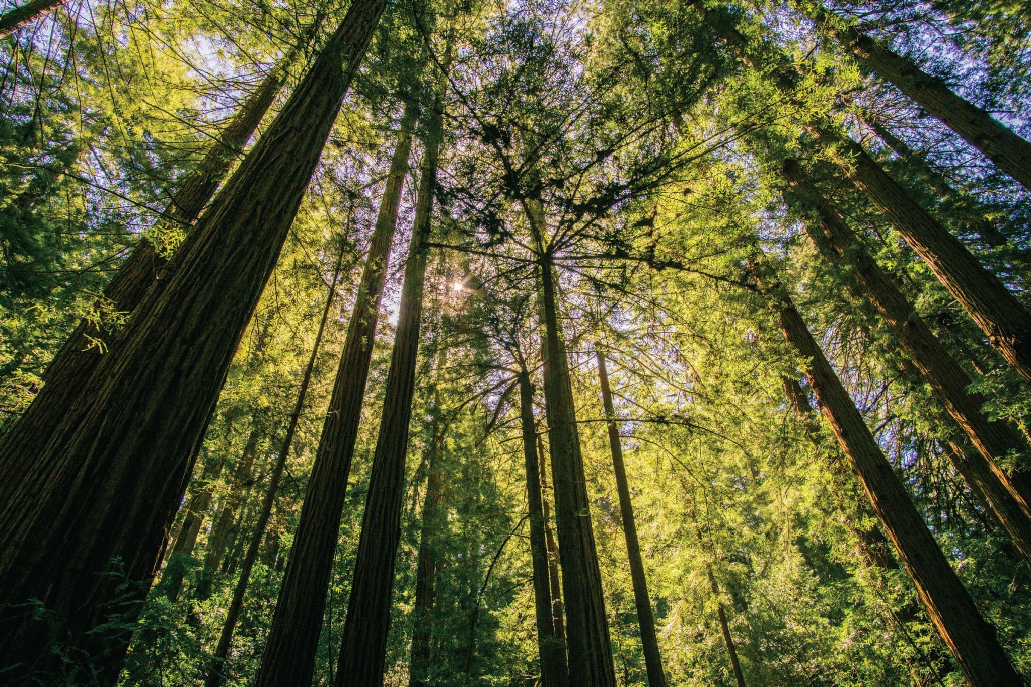 Muir Woods & Sausalito Half-Day Tour - image 3