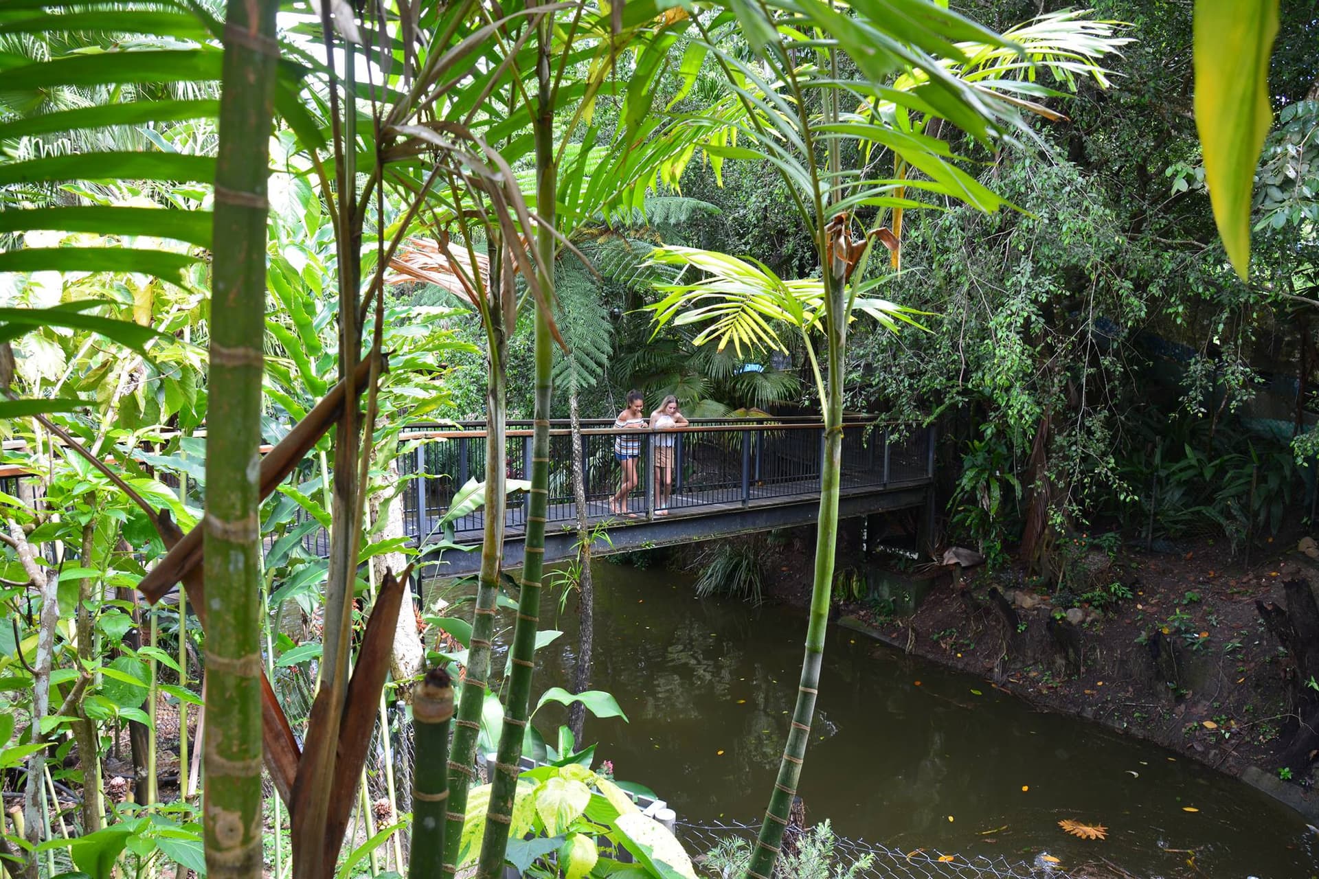 Kuranda Koala Gardens - image 5