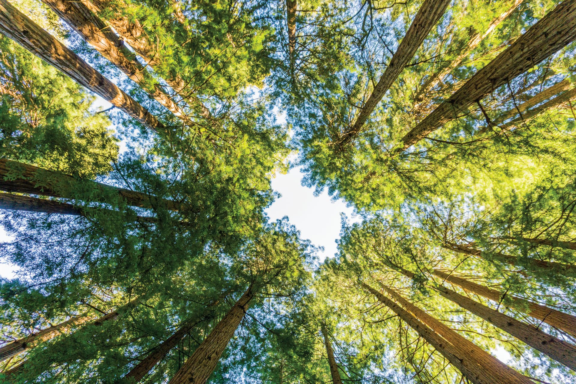 Tour de día completo por los bosques y la región vinícola de San Francisco - imagen 4