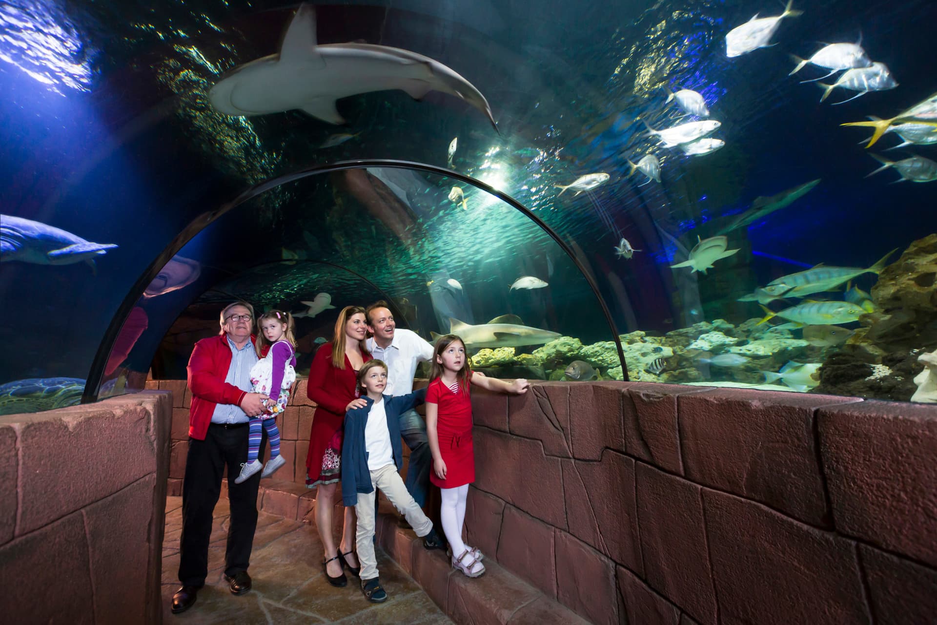 Entrada al acuario SEA LIFE Hannover - imagen principal