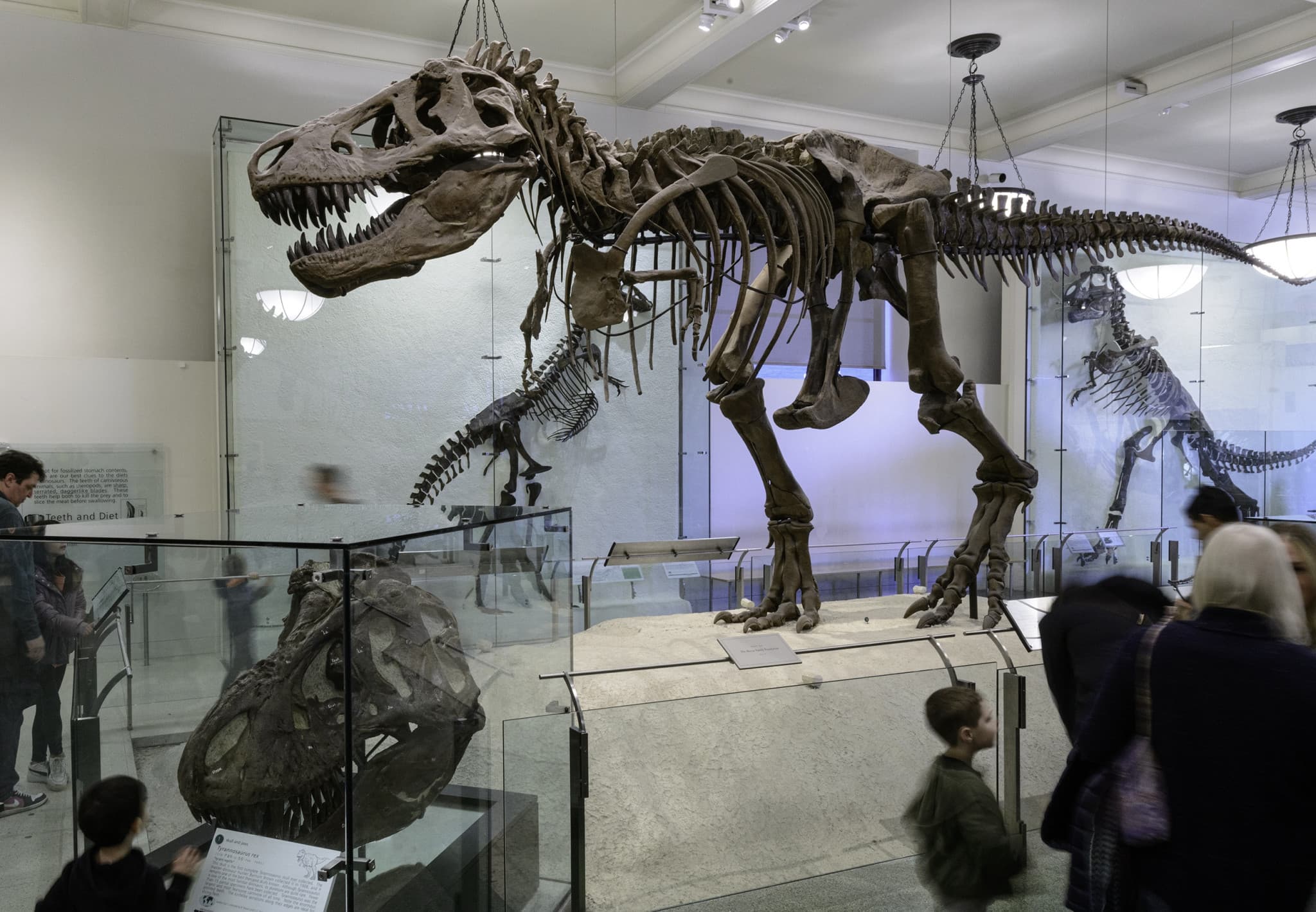 COMBO: American Museum of Natural History + The Museum of Modern Art (MoMA) Tickets - image 2