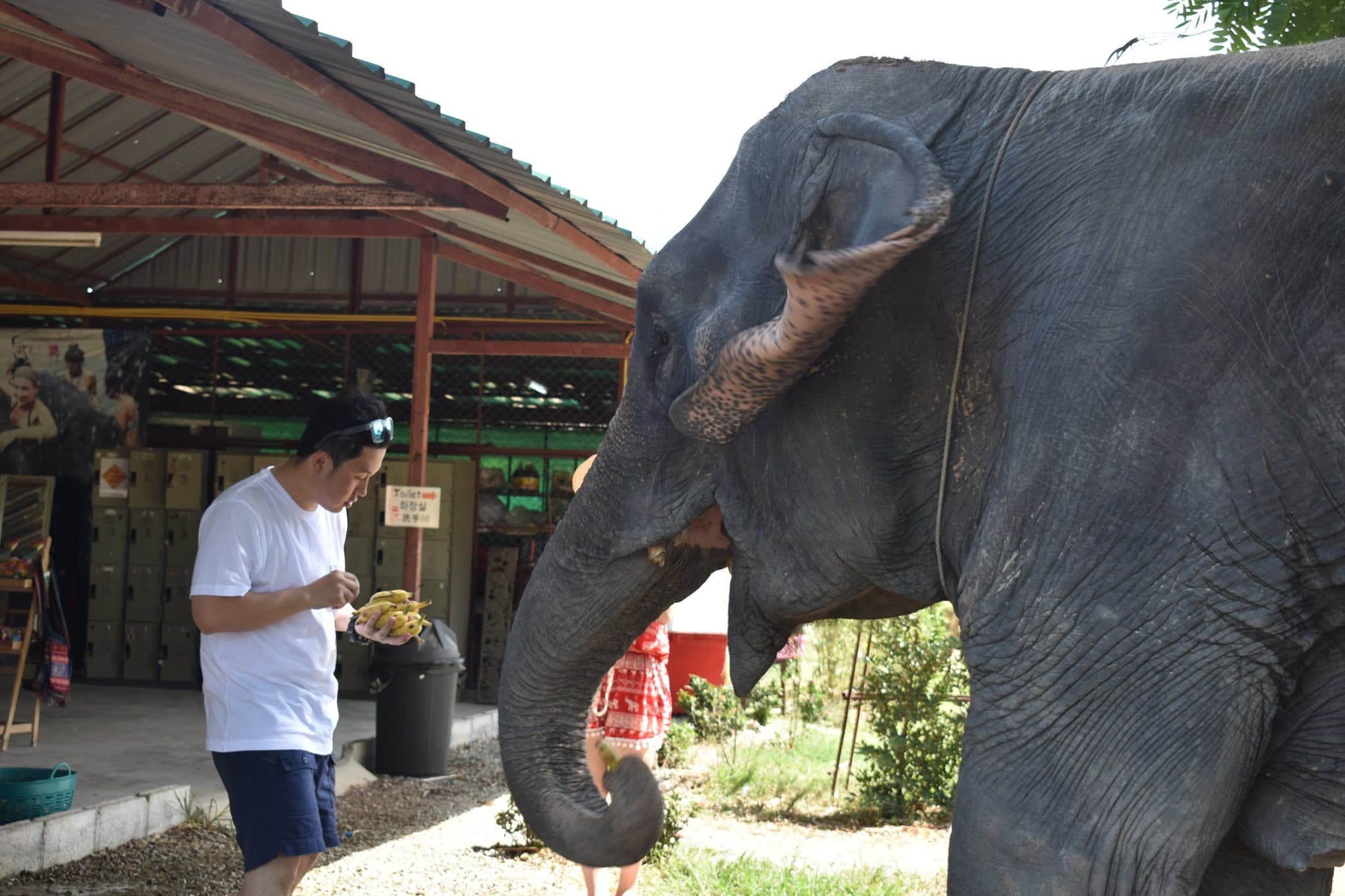 Elephant Jungle Sanctuary Pattaya - image 2