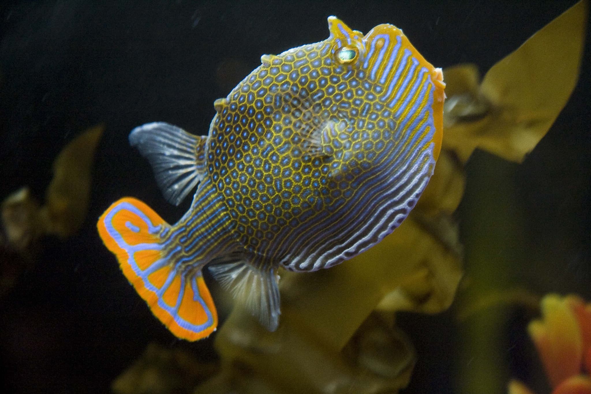 SEA LIFE Melbourne Aquarium Direct Entry Ticket - image 9
