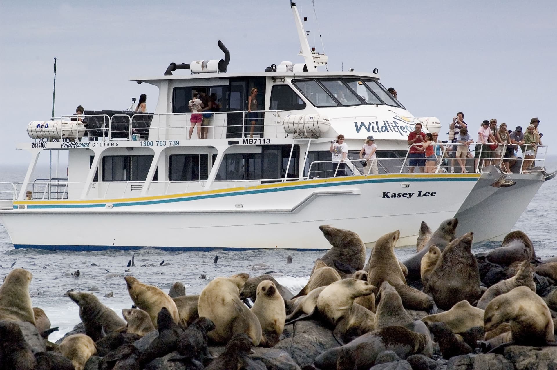 Phillip Island Seal Watching Cruise - image 3