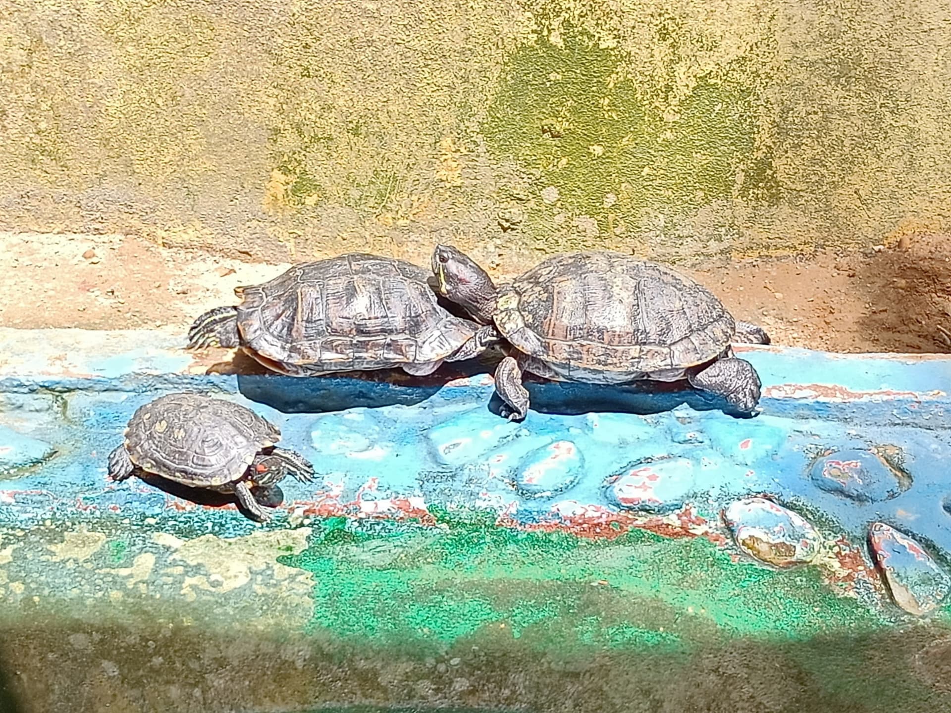 Langkawi Wildlife Park - image 19