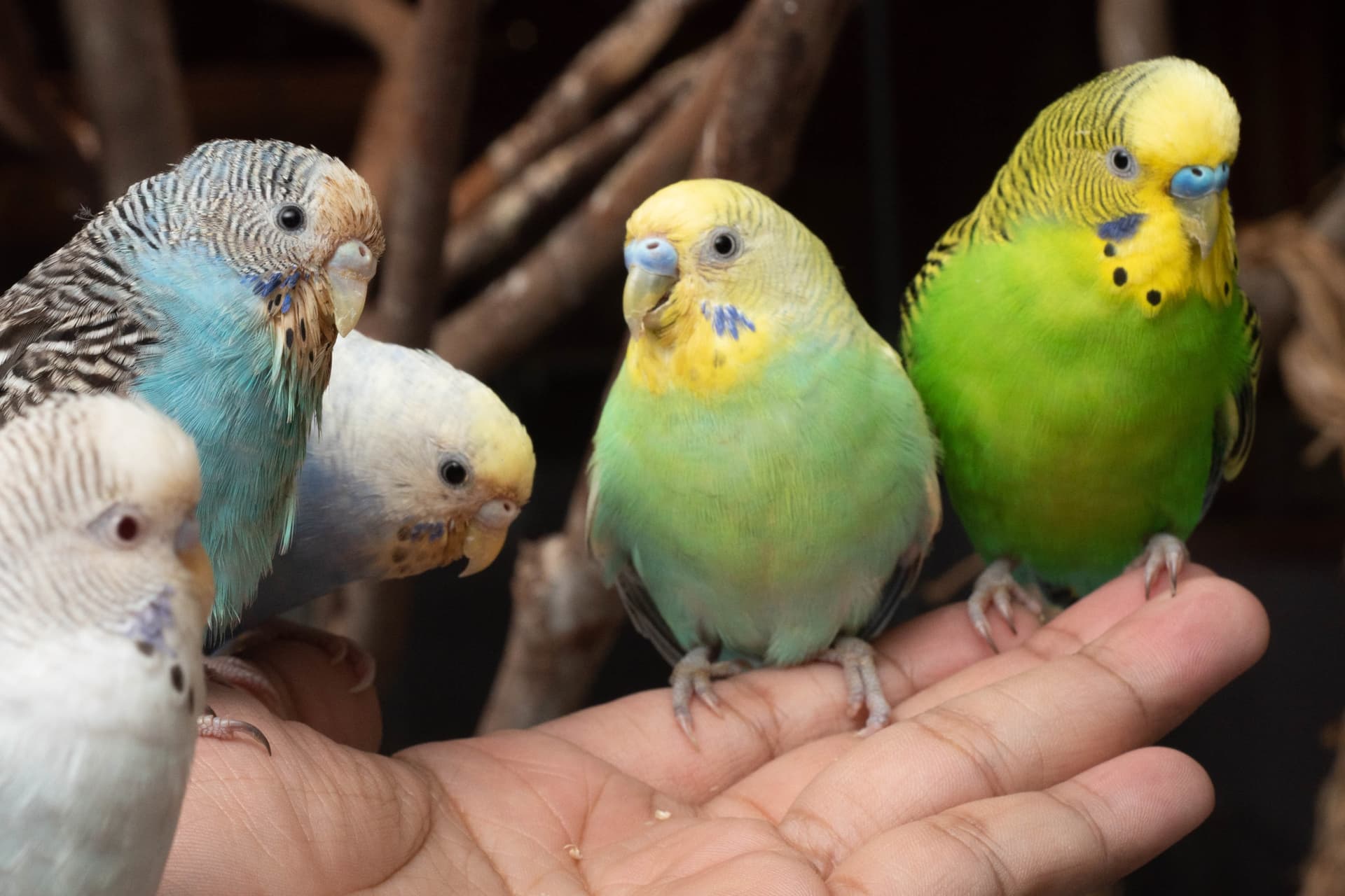 Just Farm Indoor Zoo Kuala Lumpur  (Previously Known As Just Pets Megastore) - image 14