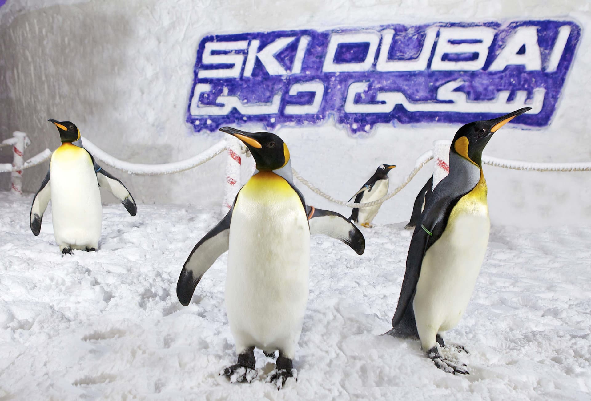 Go City Dubai All-Inclusive Pass: Save up to 50% on Attractions - image 5