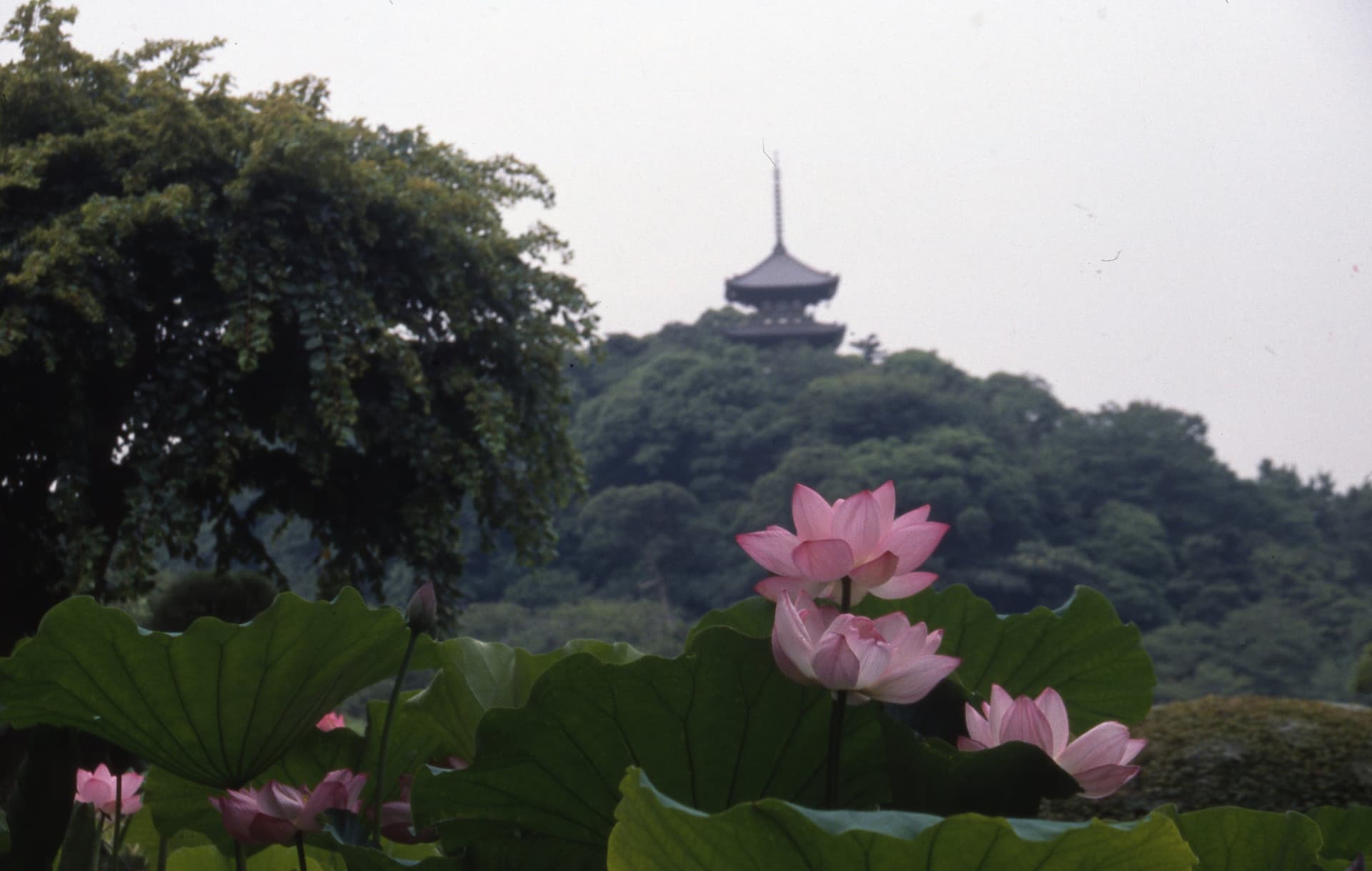 Sankeien Garden Ticket - main image